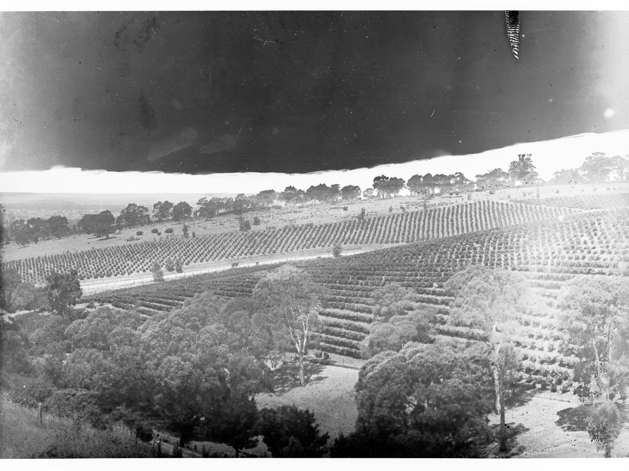 Stonyfell Vineyards