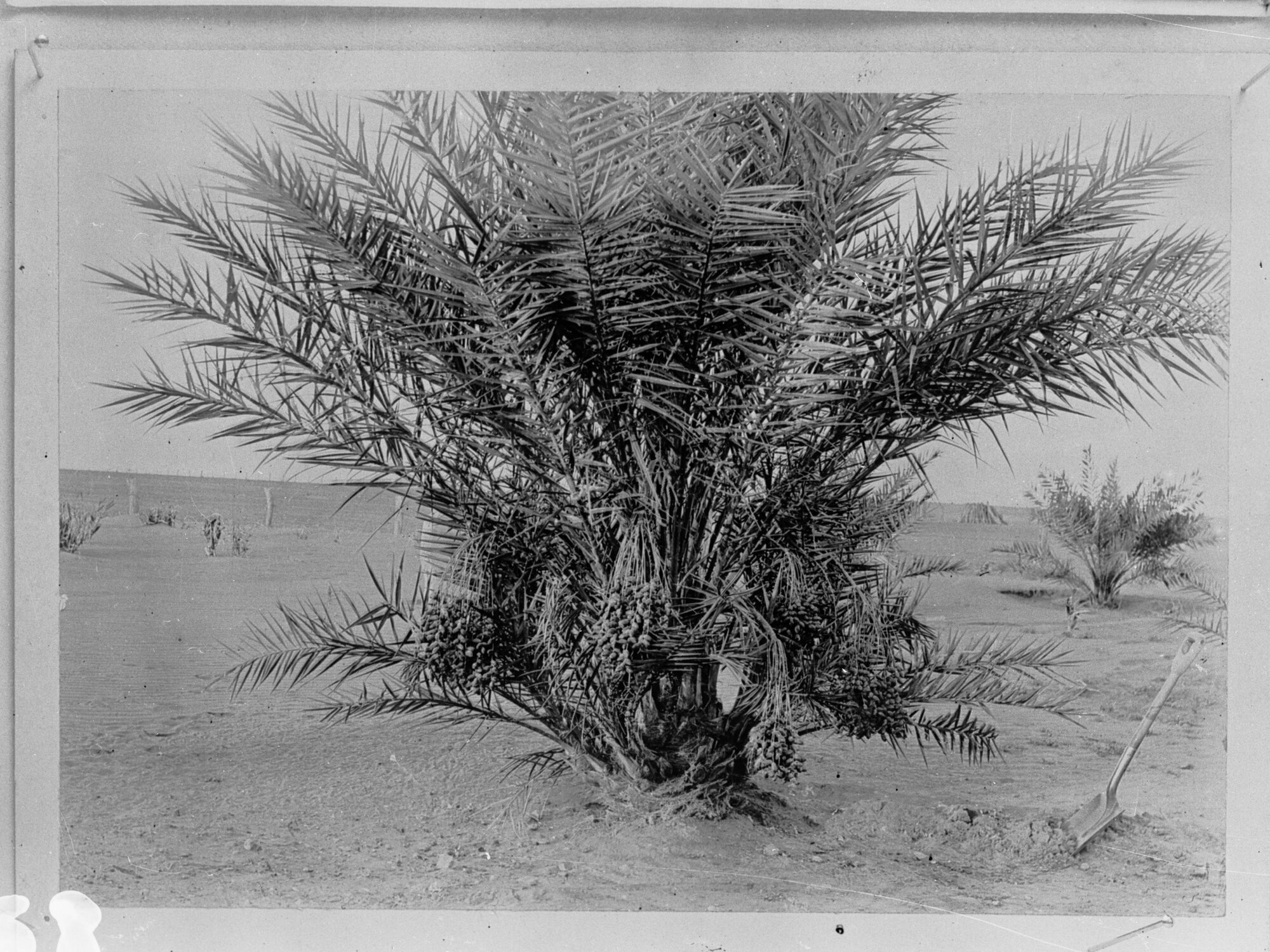 Date Palm Plantation | History Trust