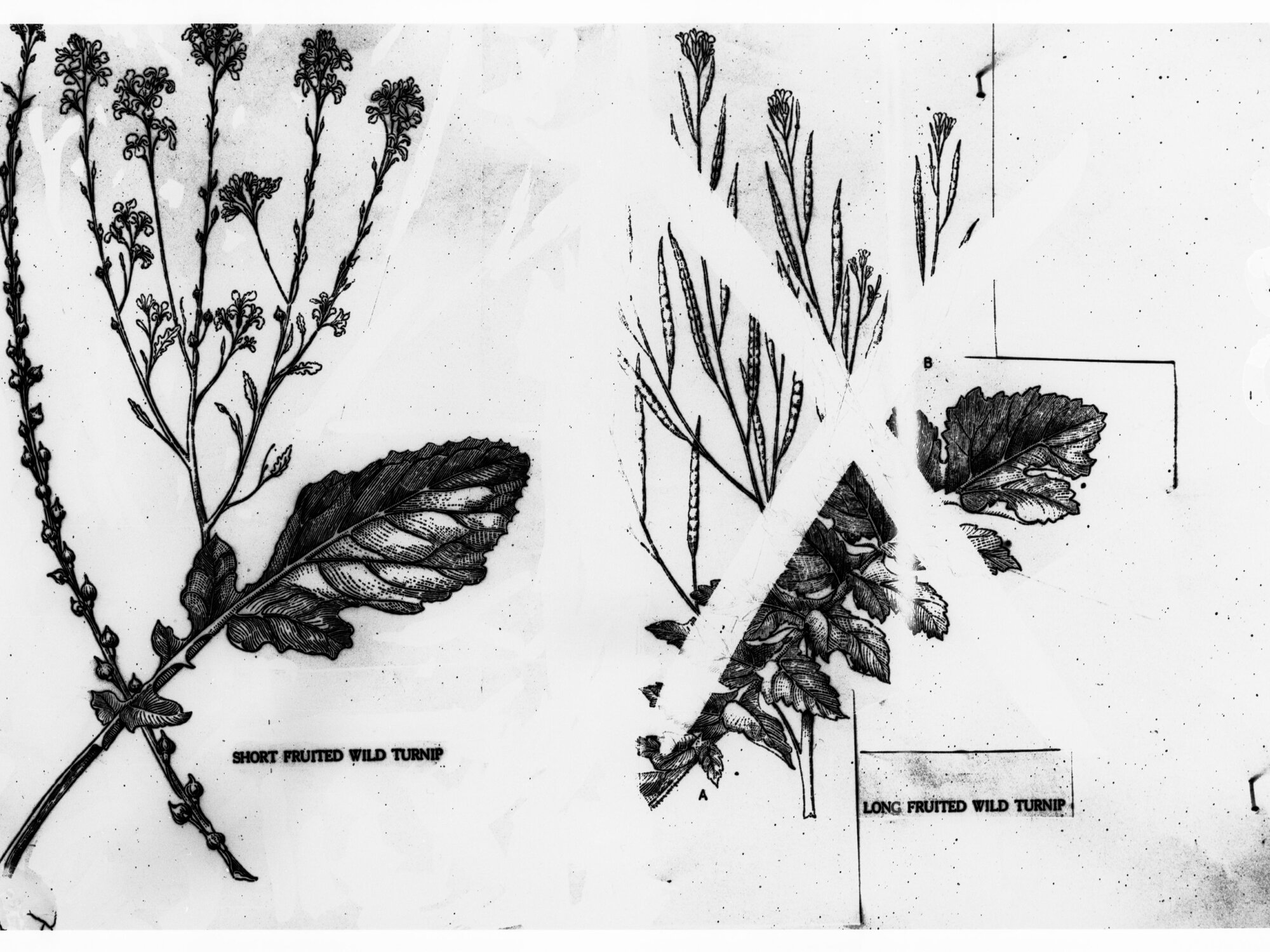 Drawings of Weeds