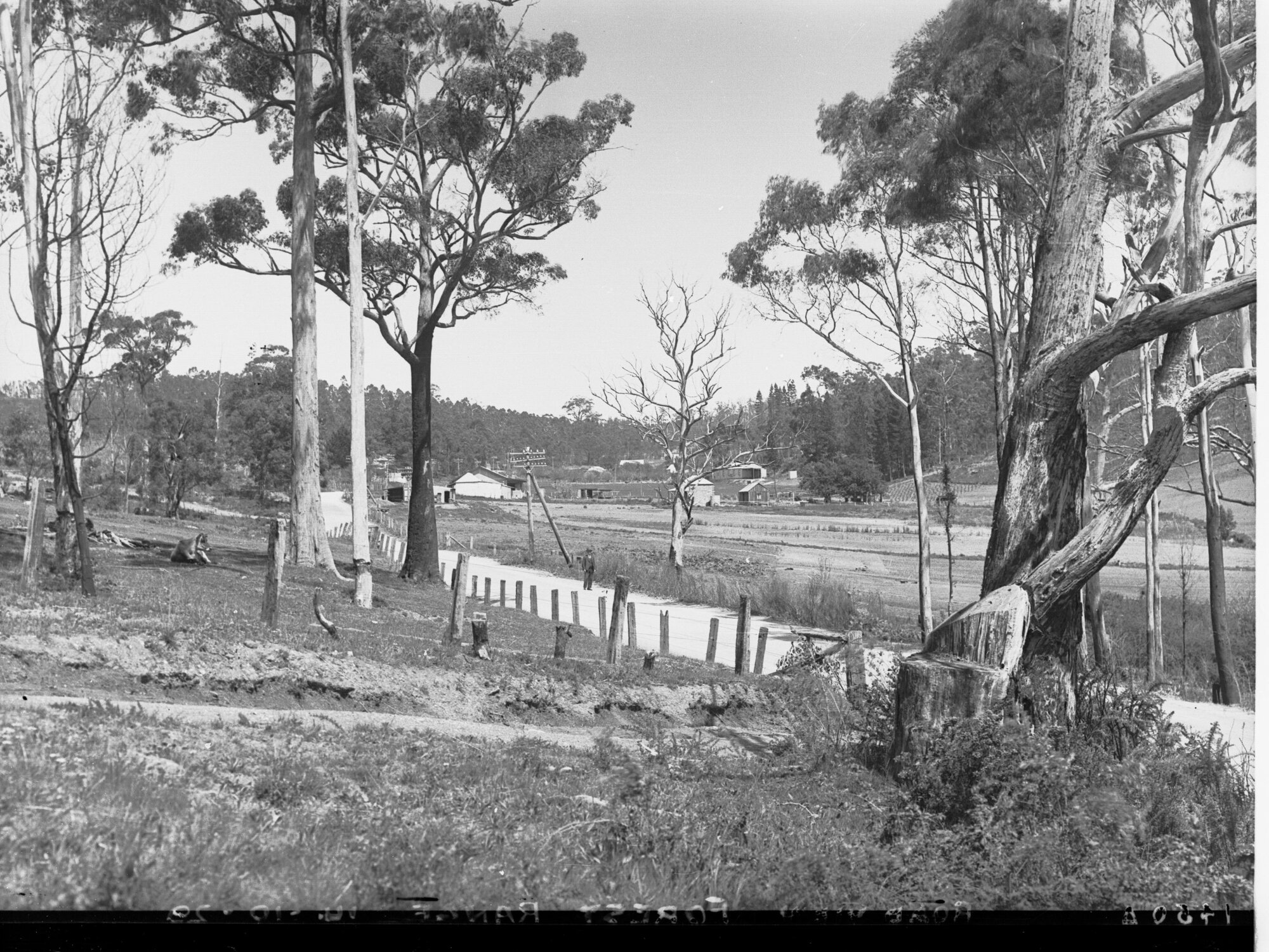 Road at Forest Range