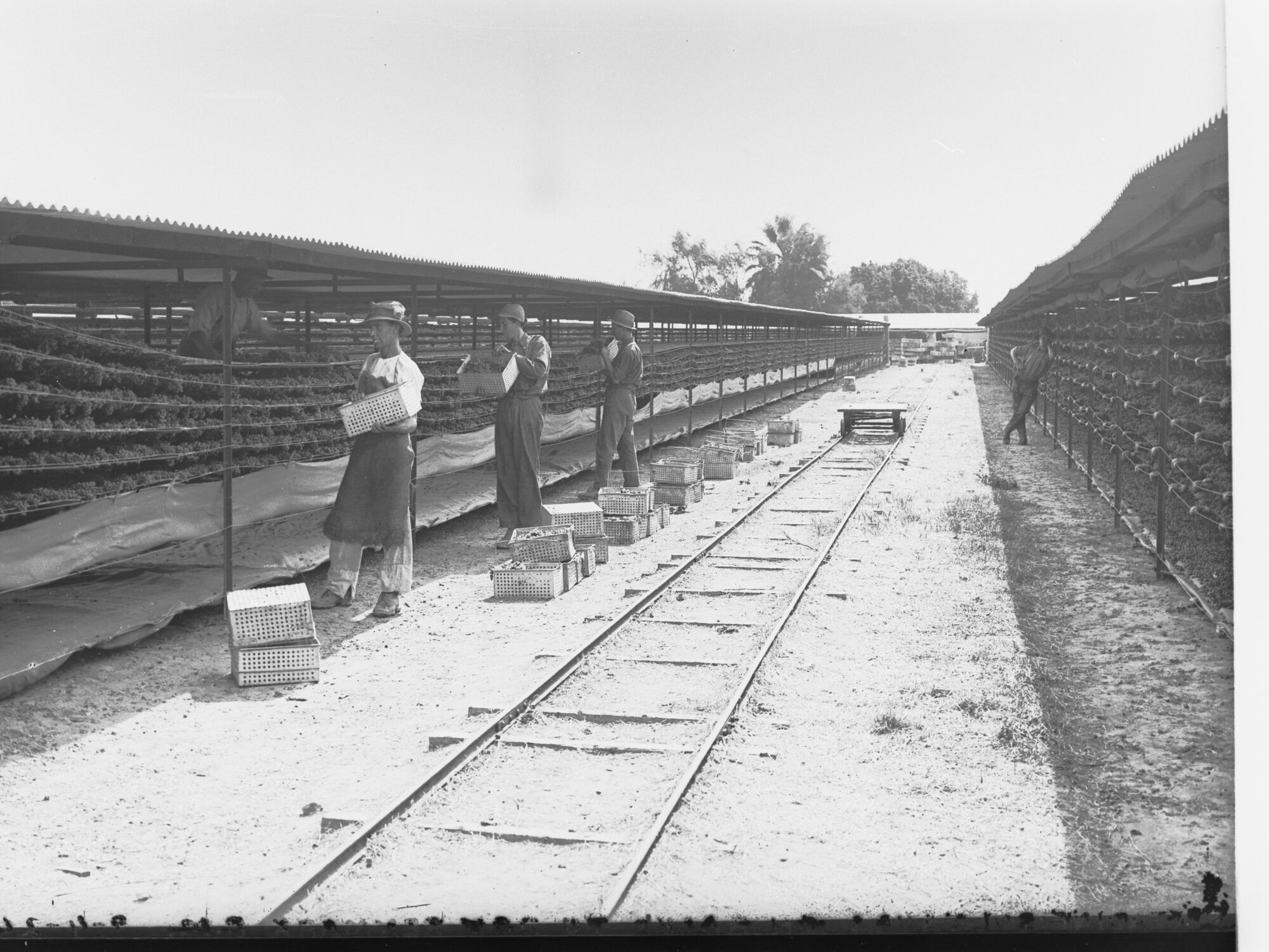 Spreading Sultana Grapes on Racks 