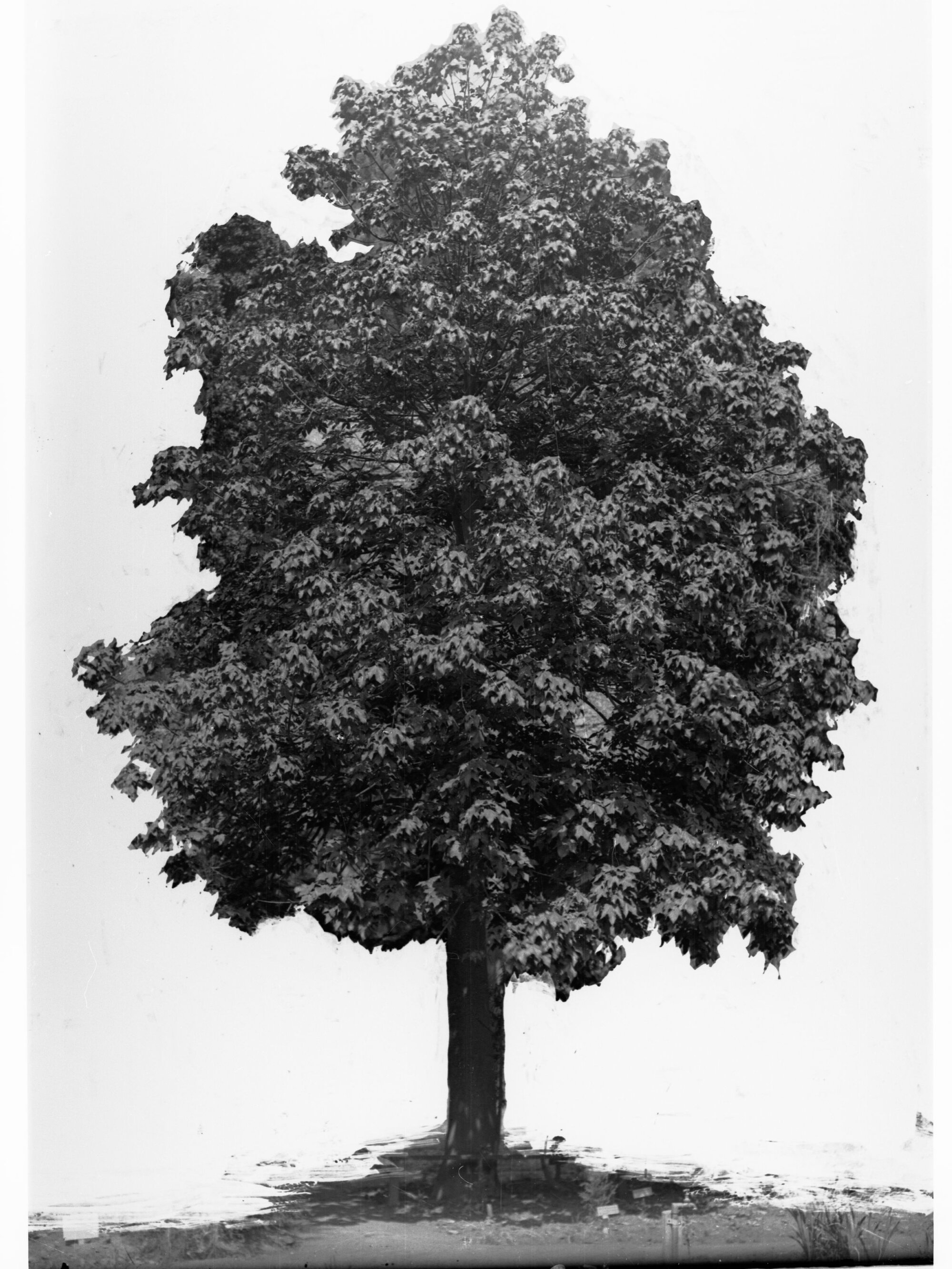 Prunus Ilicifolia,  Botanic Gardens