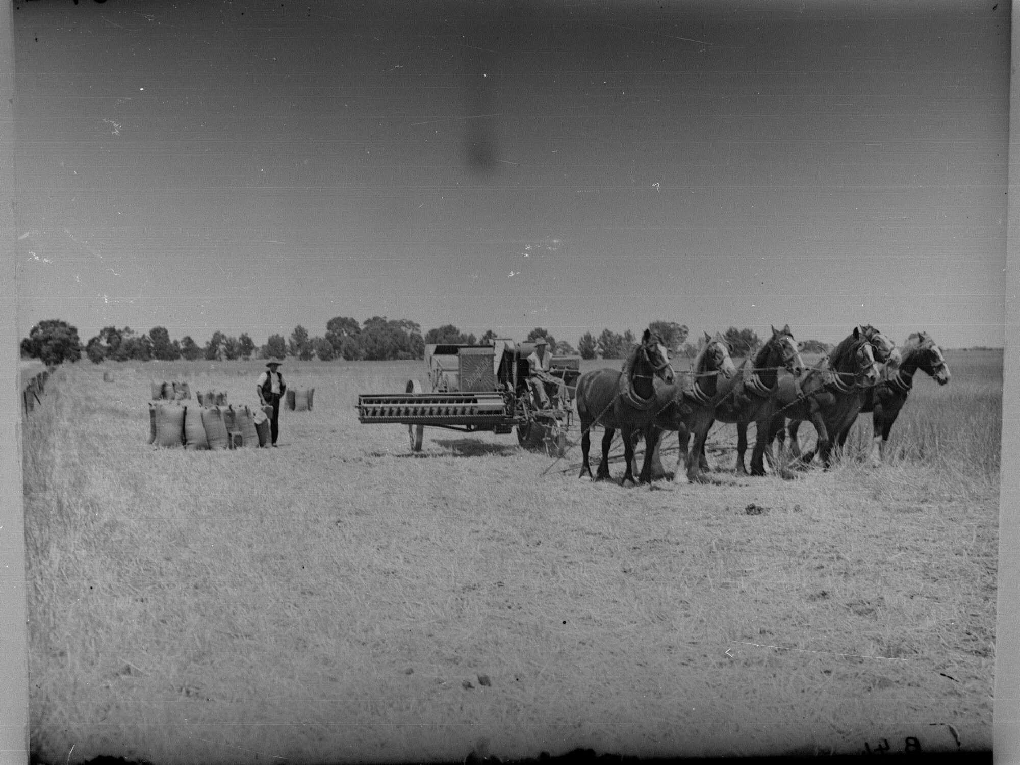Horses Pulling Harvesting Machinery