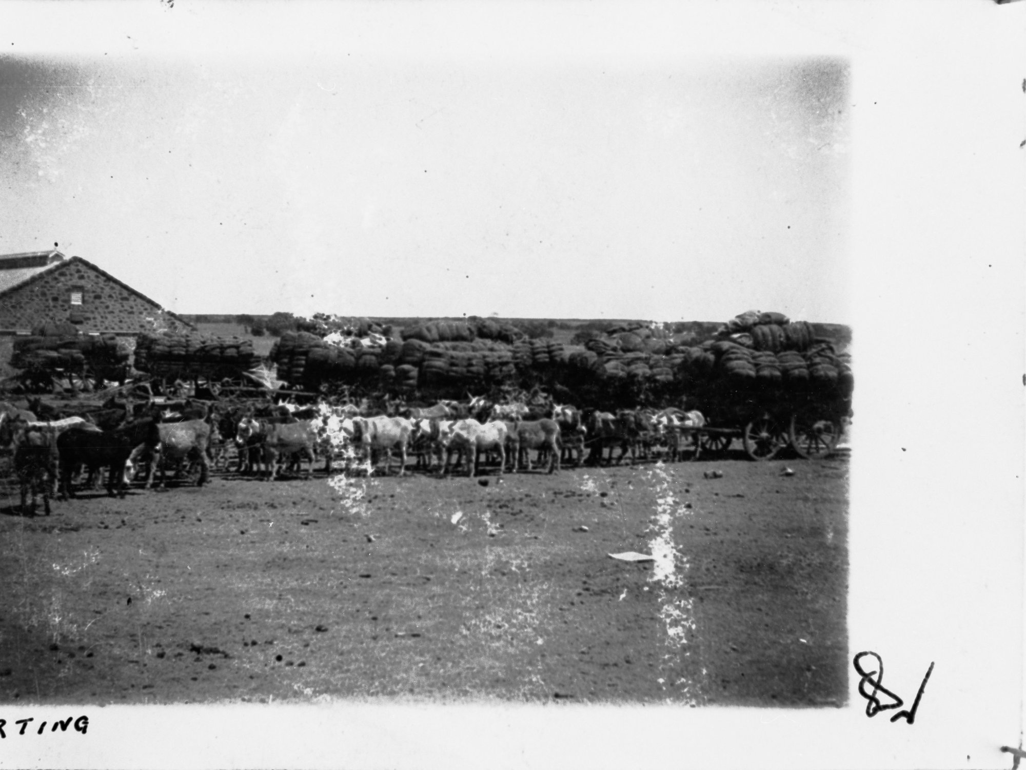 Mules carting wool