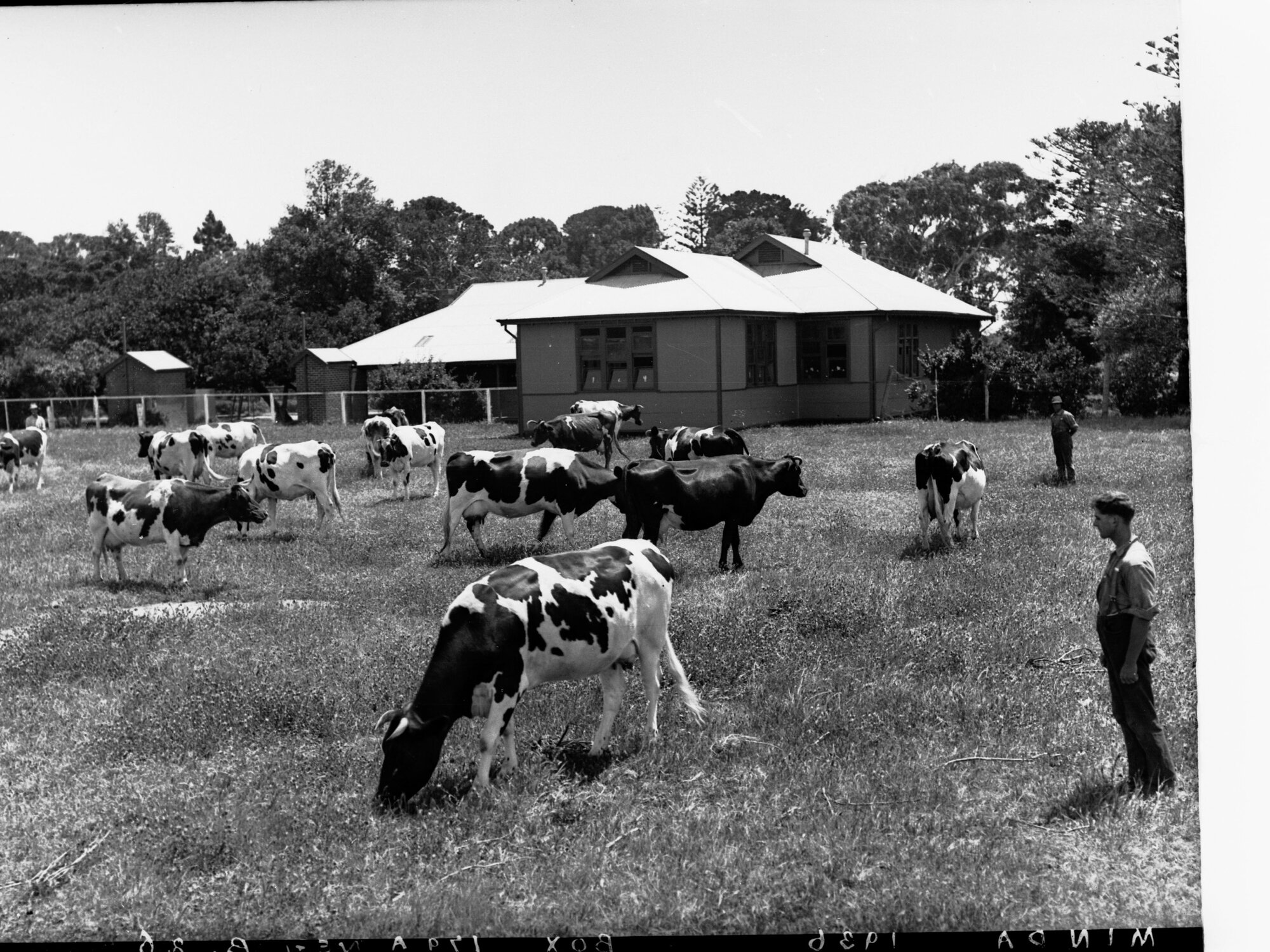 Cows grazing at Minda Home, 1936