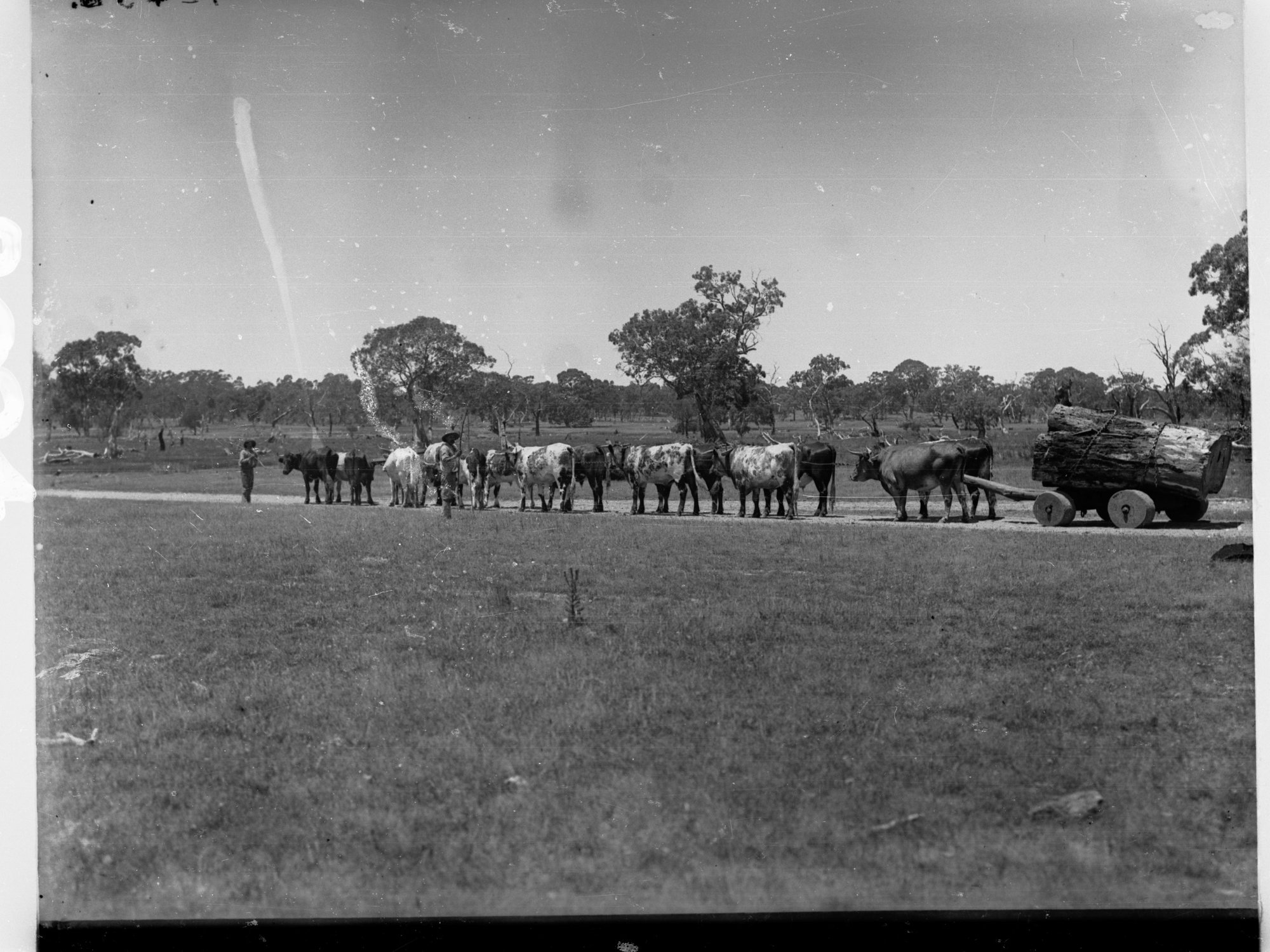 Bullock Team Pulling Logs