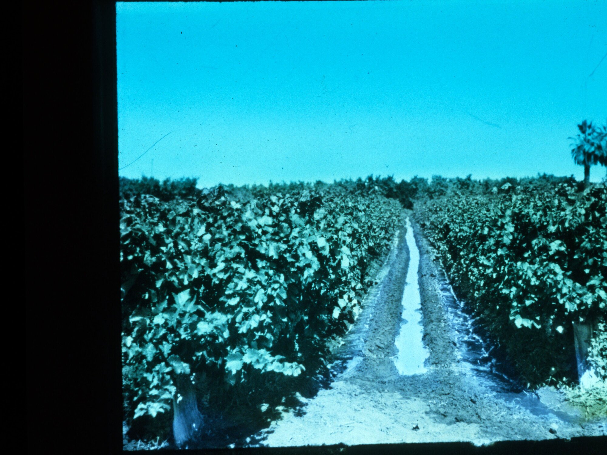 Irrigation Channel in a Vineyard Murray Scheme