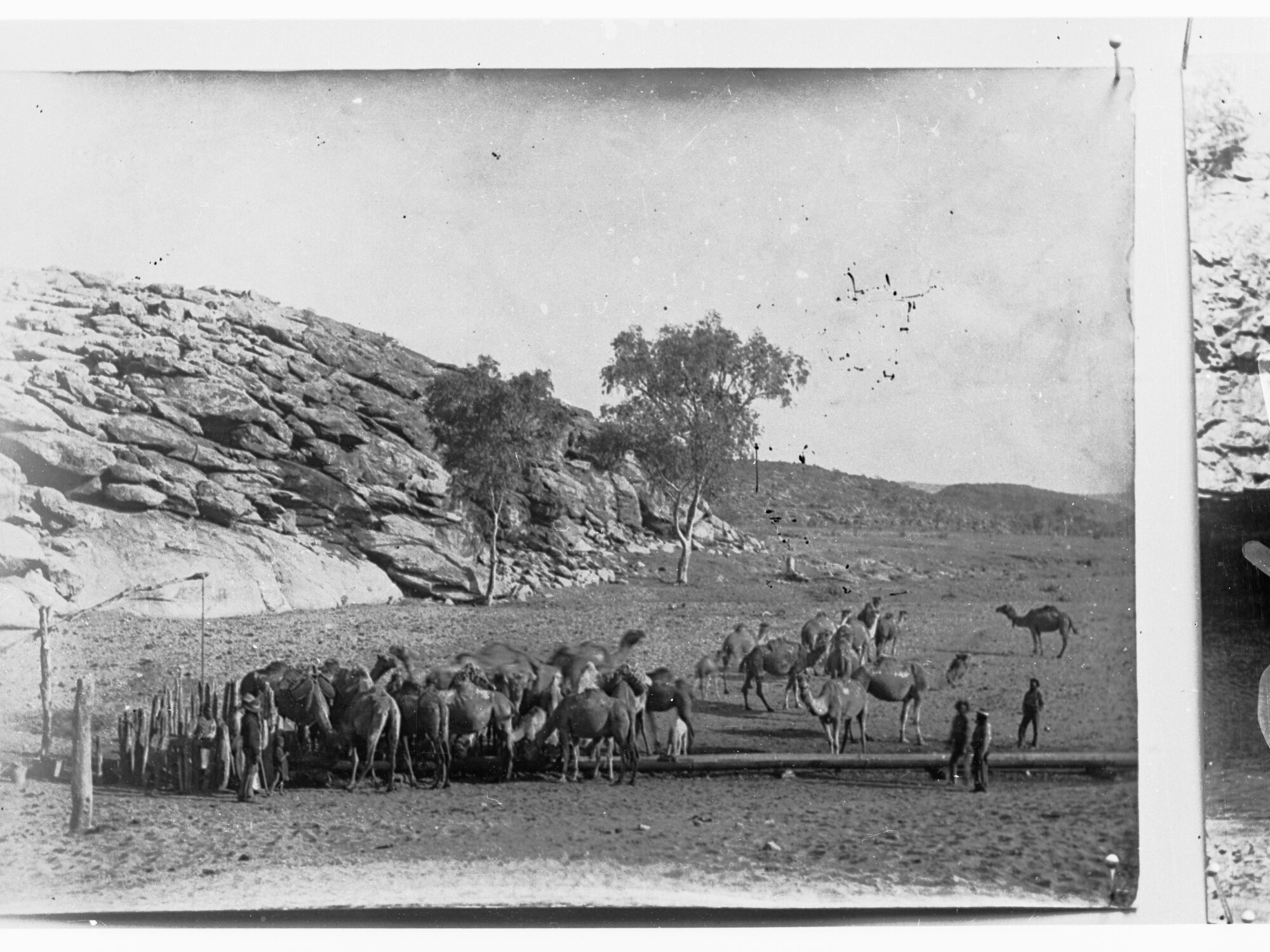Northern Territory - camels at a waterhole