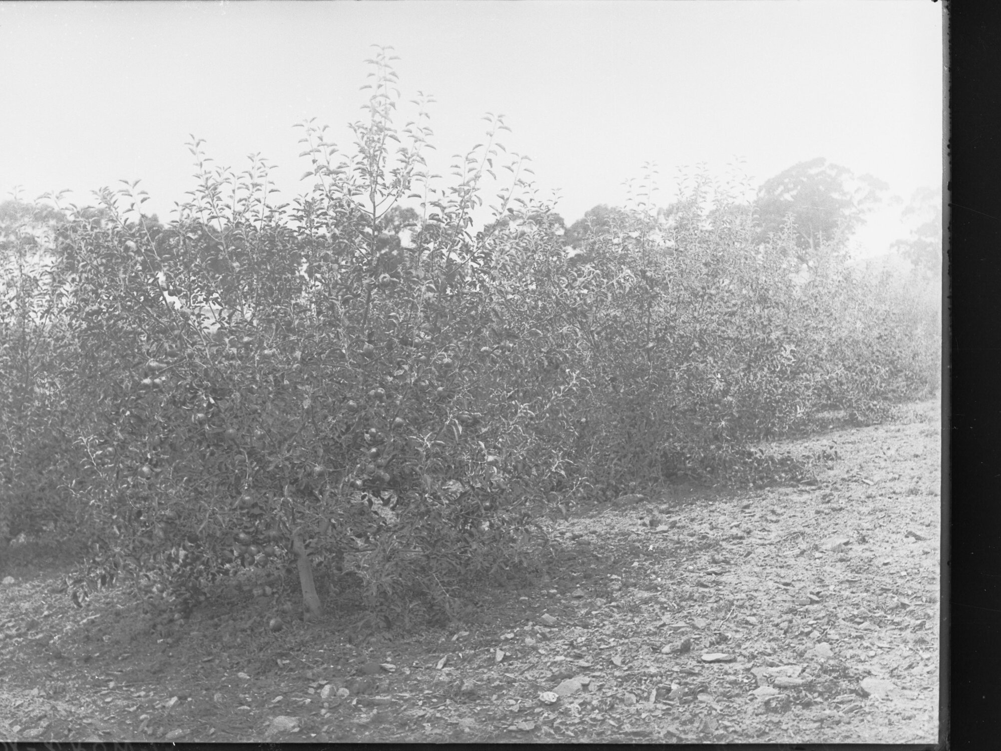 View of fruit trees 