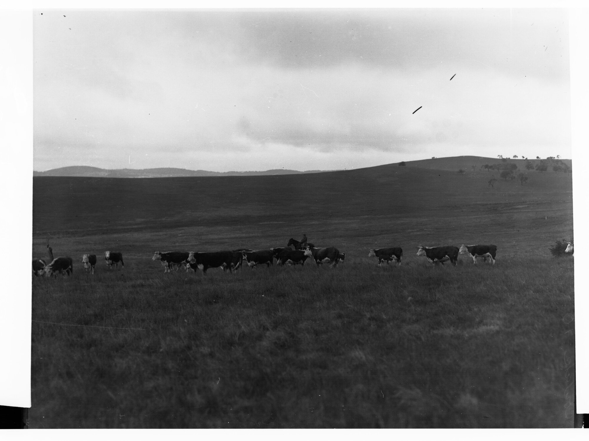 Hill River Herefordshire Cattle