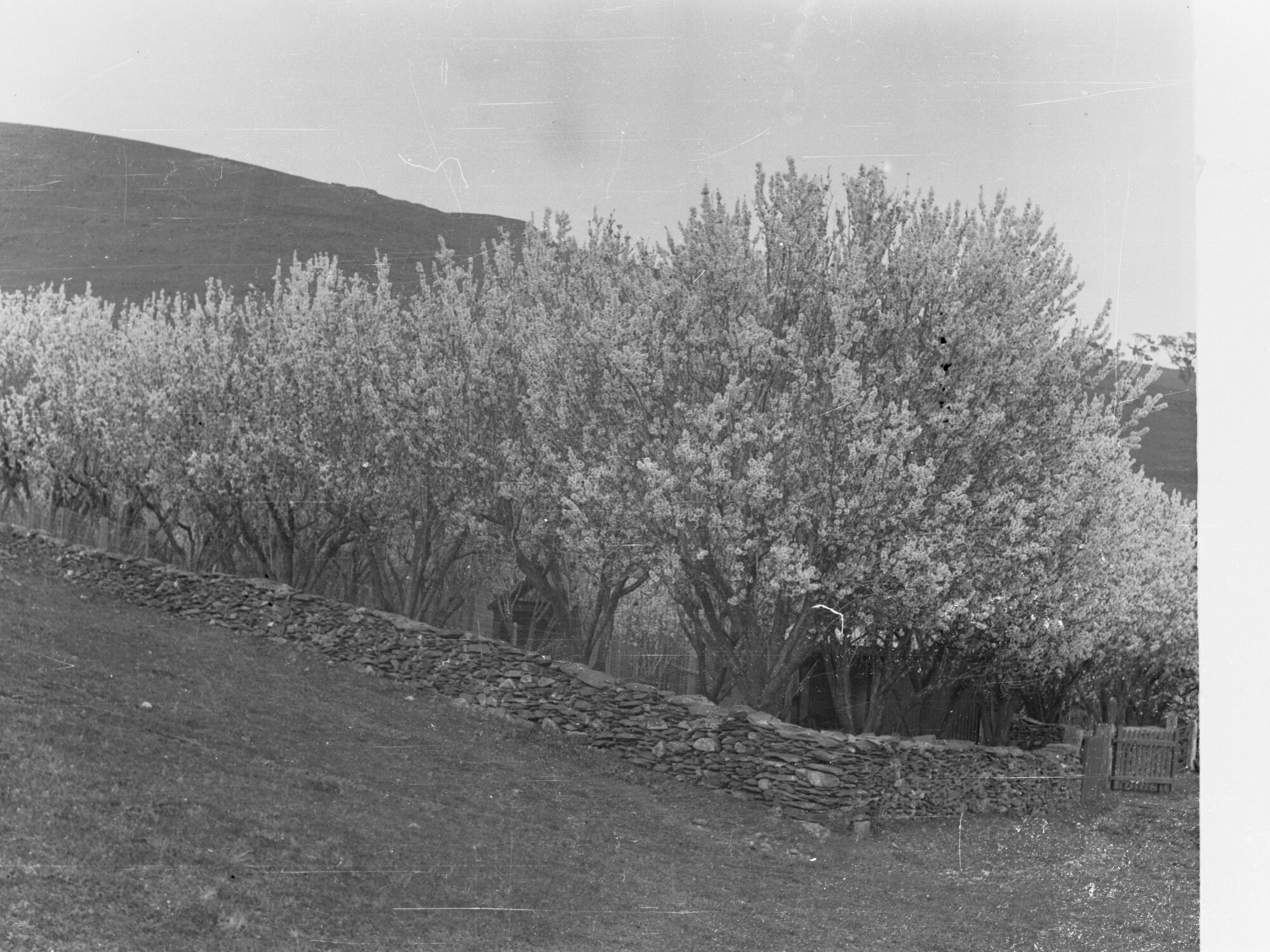 Row of trees