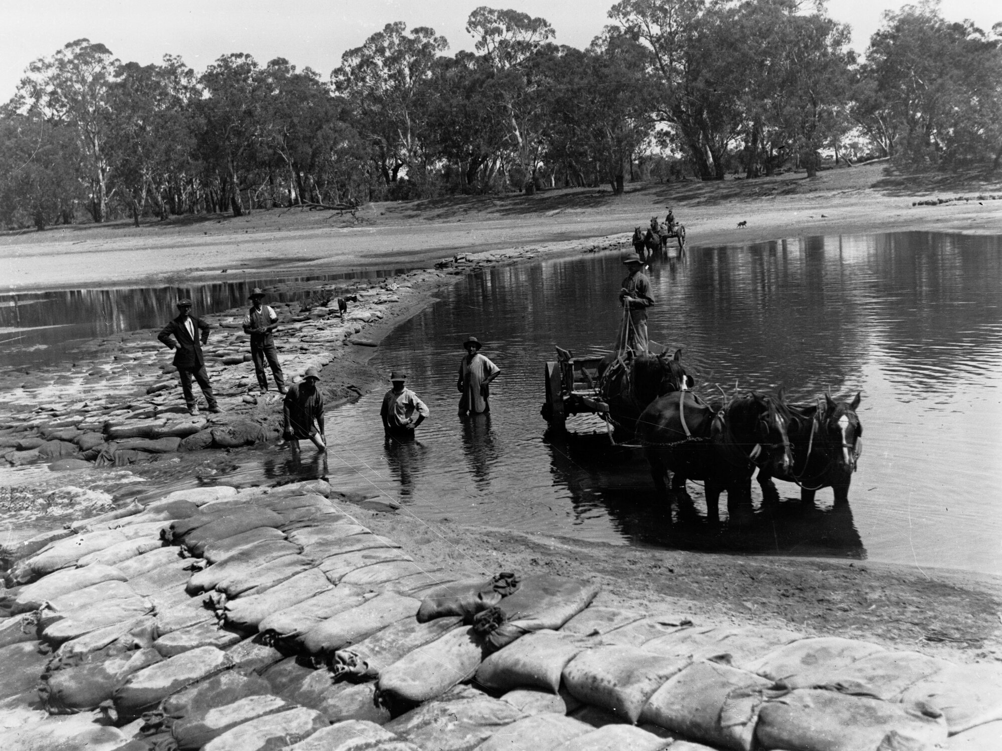 Damming the River Murray during drought, Waikerie - Horses and cart in the water