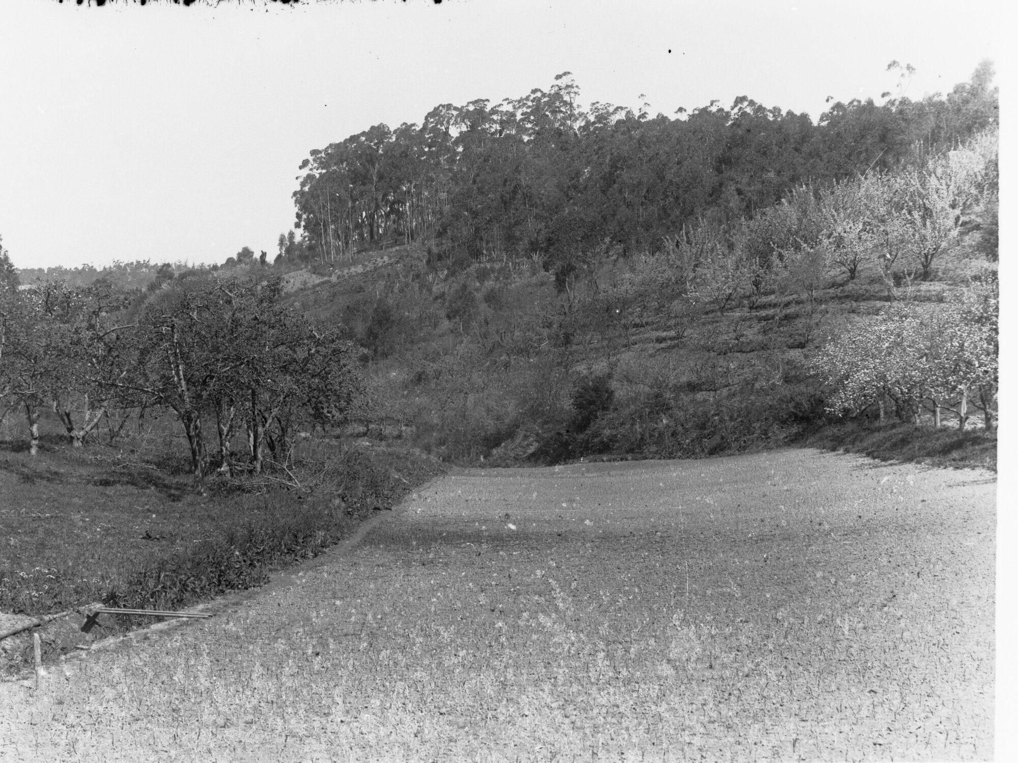 Onion bed near Ashton