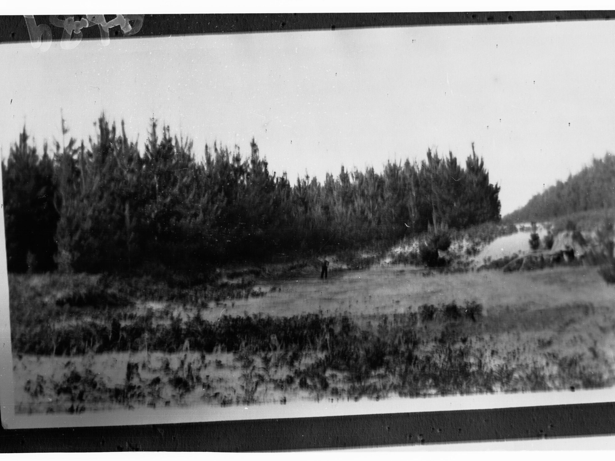 Pine Forest