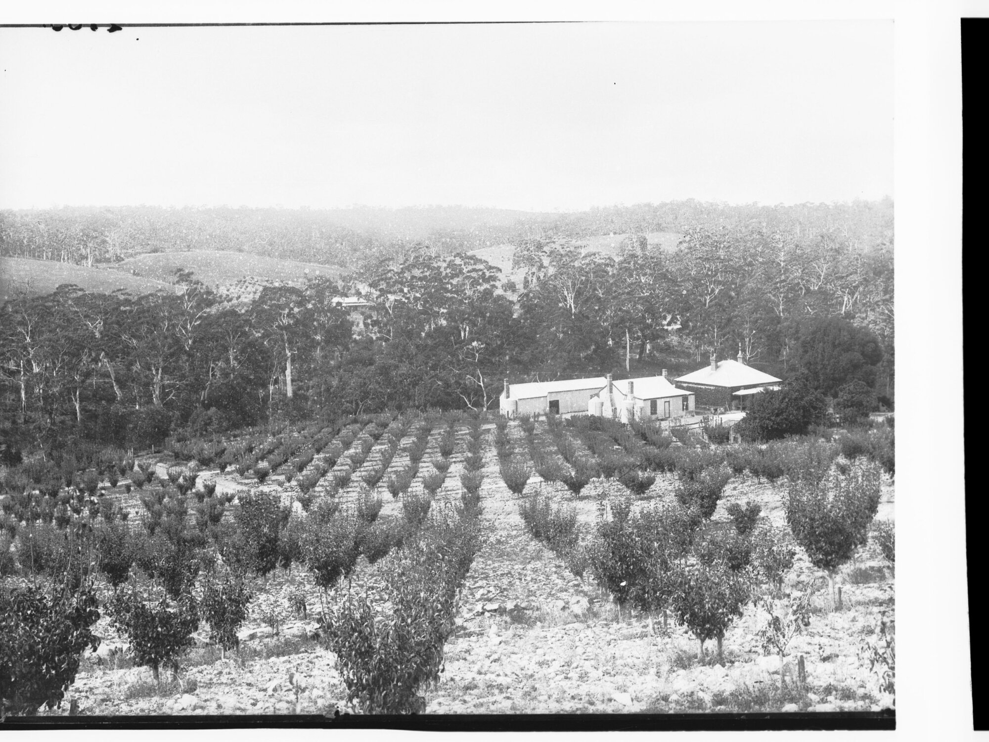Farmhouse with Orchard of fruit trees