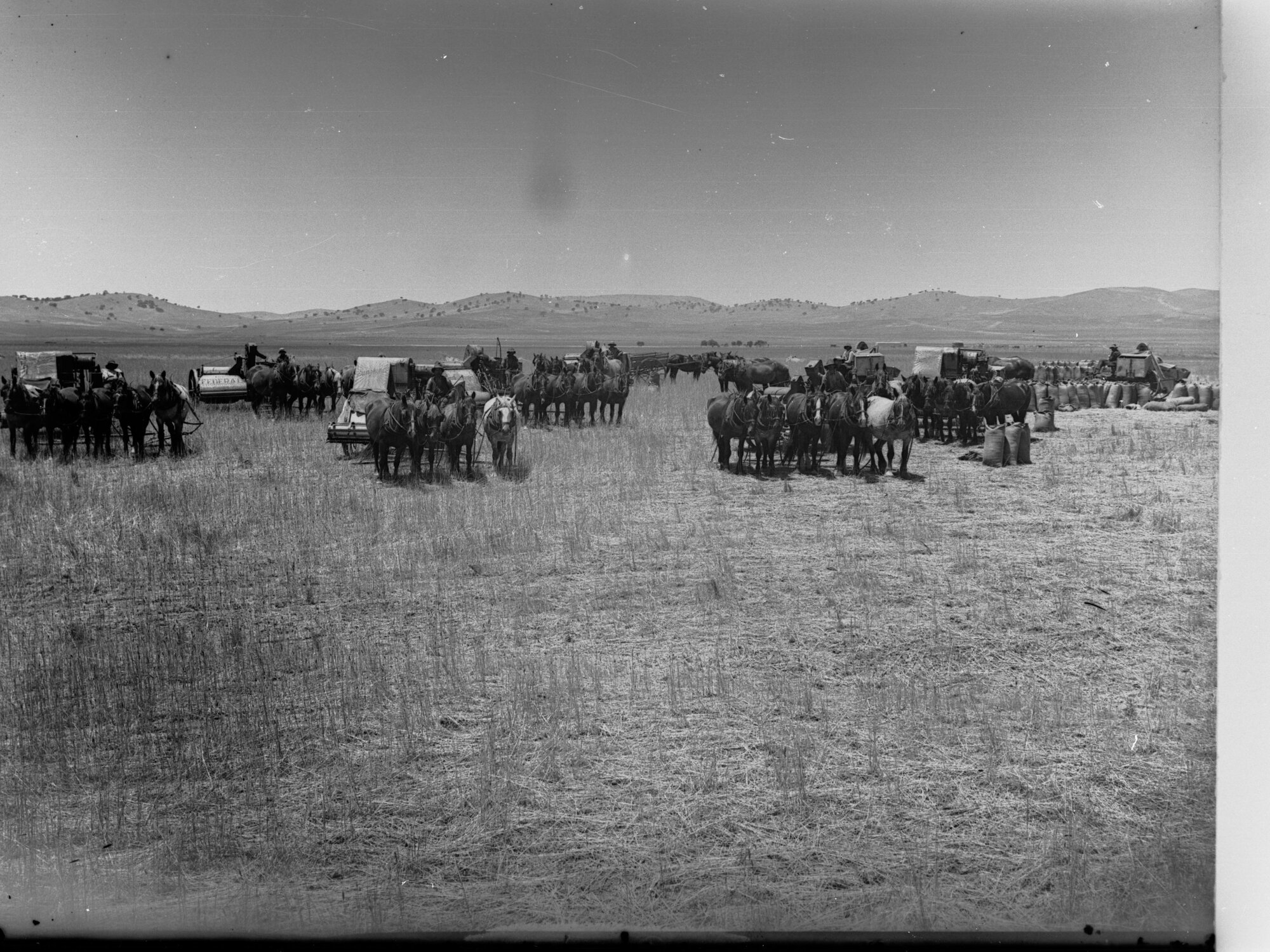 Line of Horse Drawn Harvesting Machines in a  Field of Wheat at Hallett
