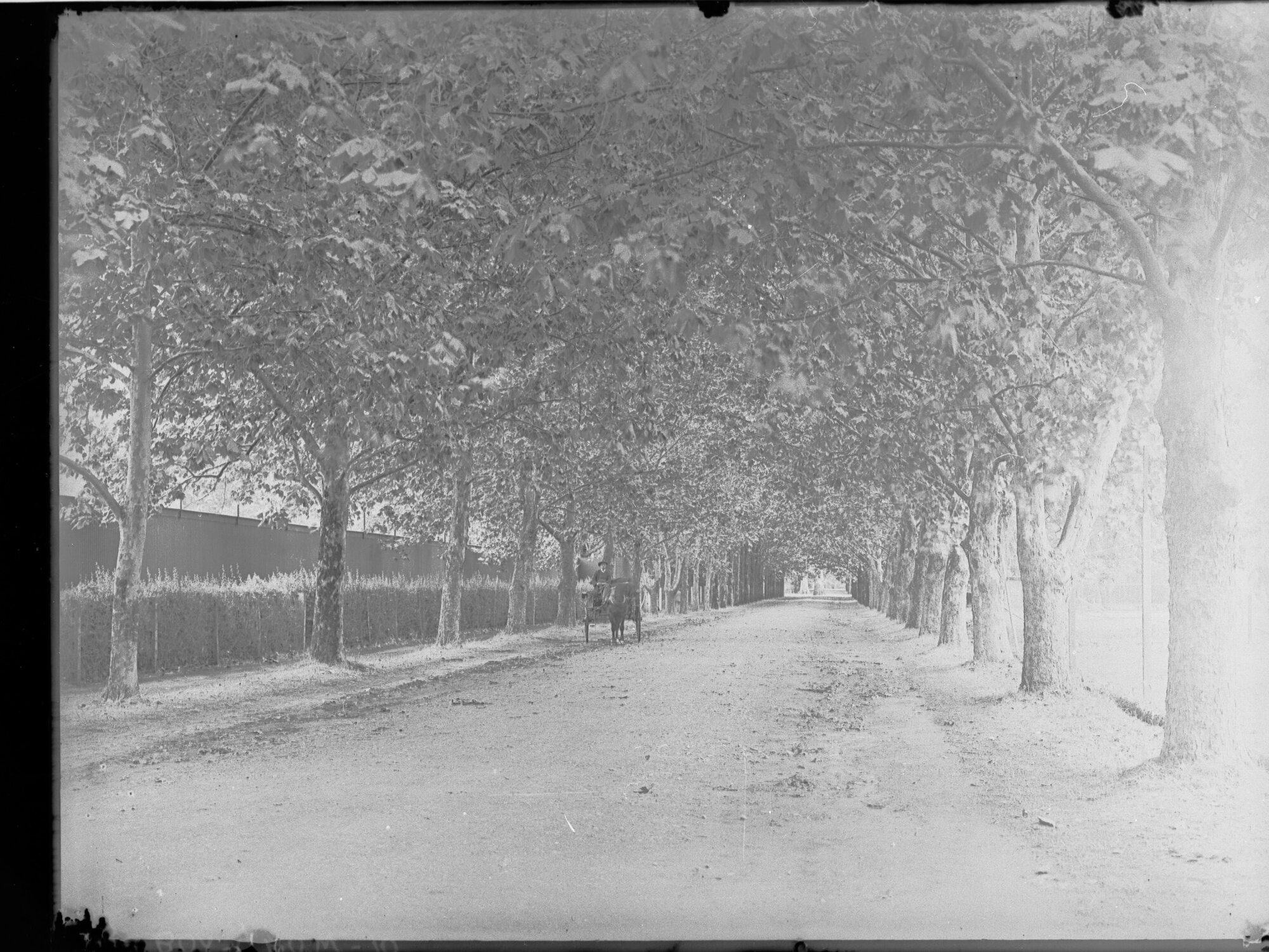Botanic Park, along the northern boundary of Botanic Gardens, Adelaide.