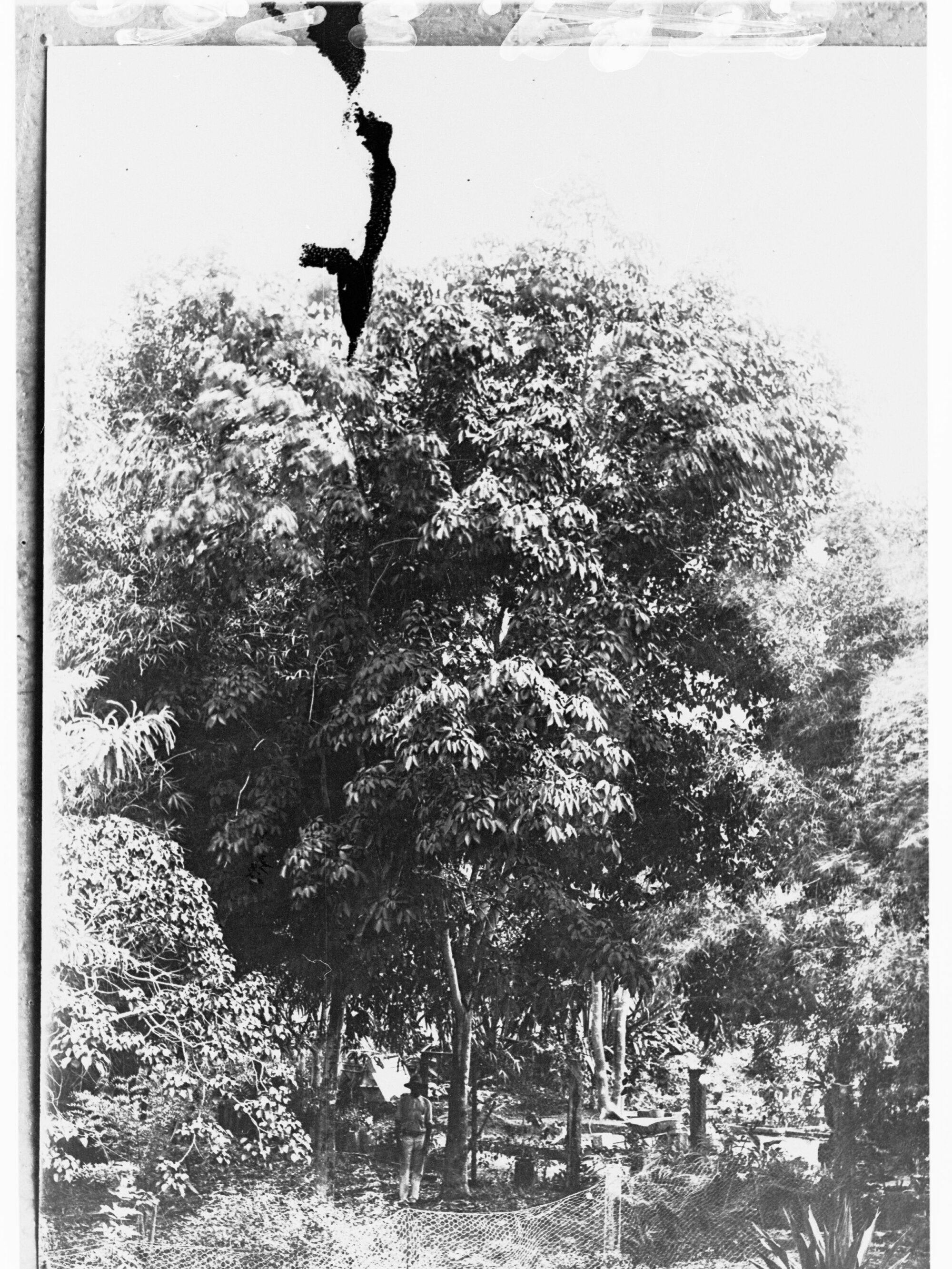 Botanical Park, Darwin - showing man amongst trees - Northern Territory