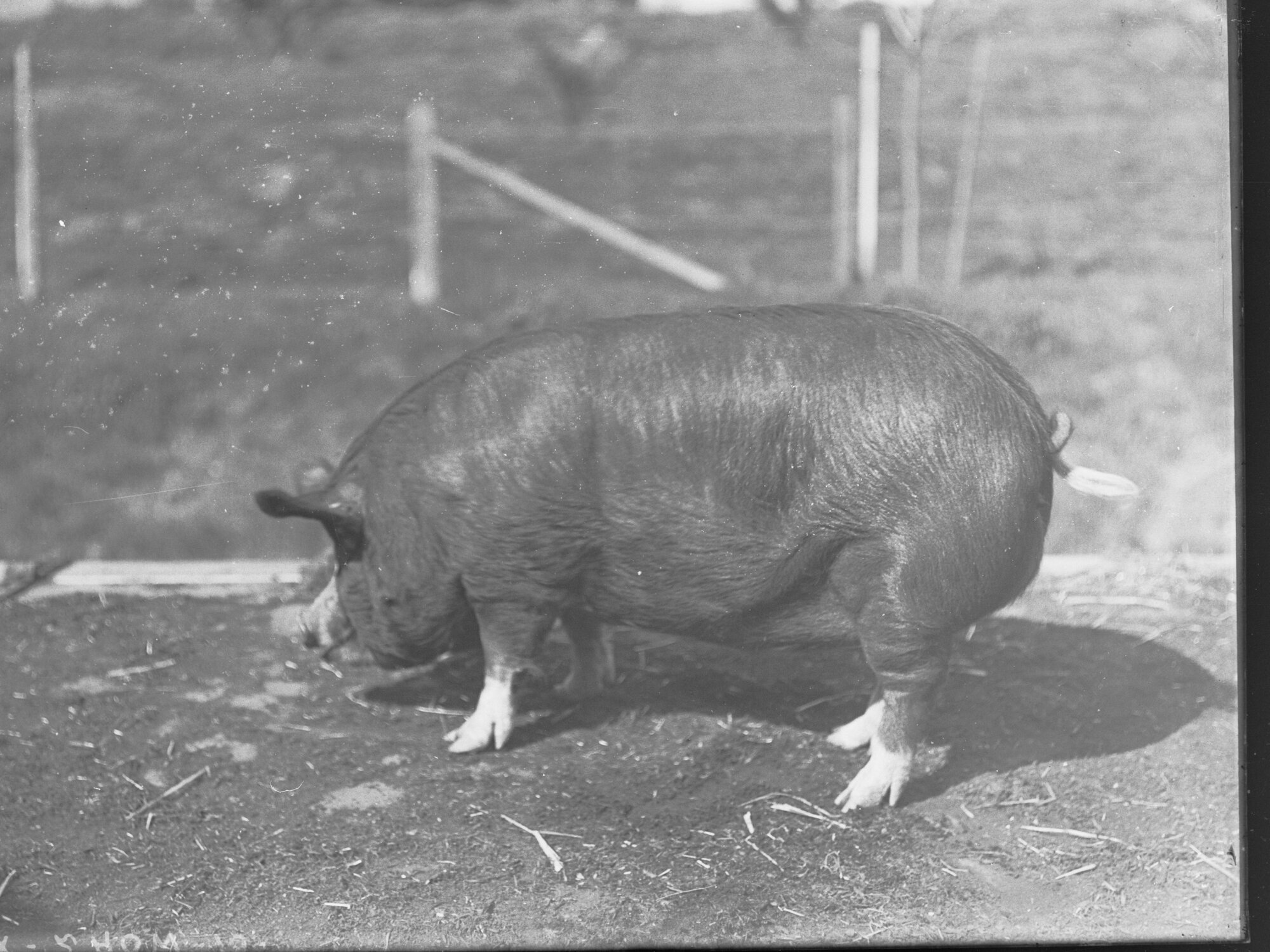 Animals at the Royal Adelaide Show