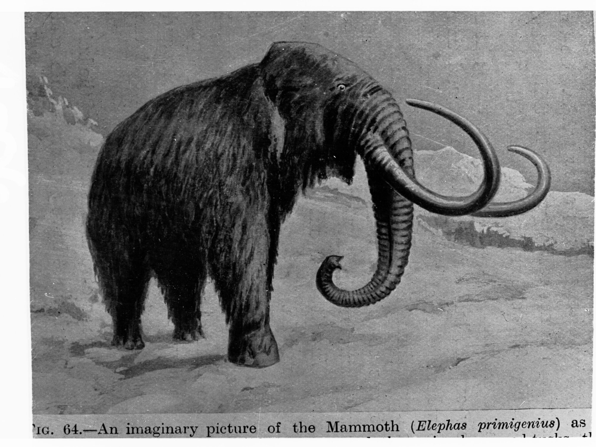 An imaginary picture of a Mammoth
