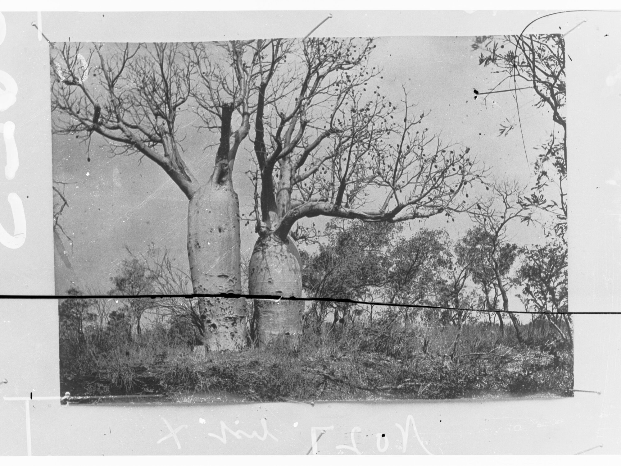 Two Baobab Treet near Gregory's Camp, Victoria River 1856- Northern Territory (photo 1891)
