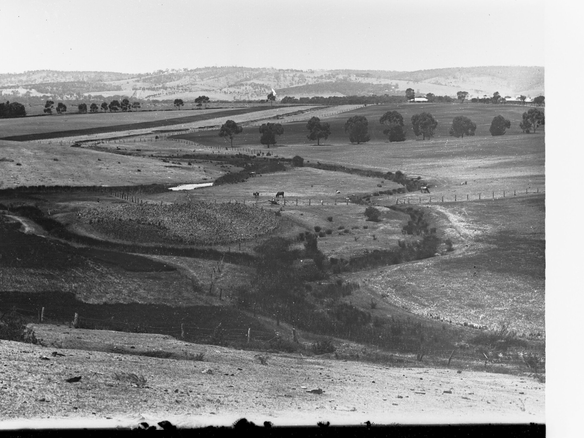 Reynella Showing Farms and Cows