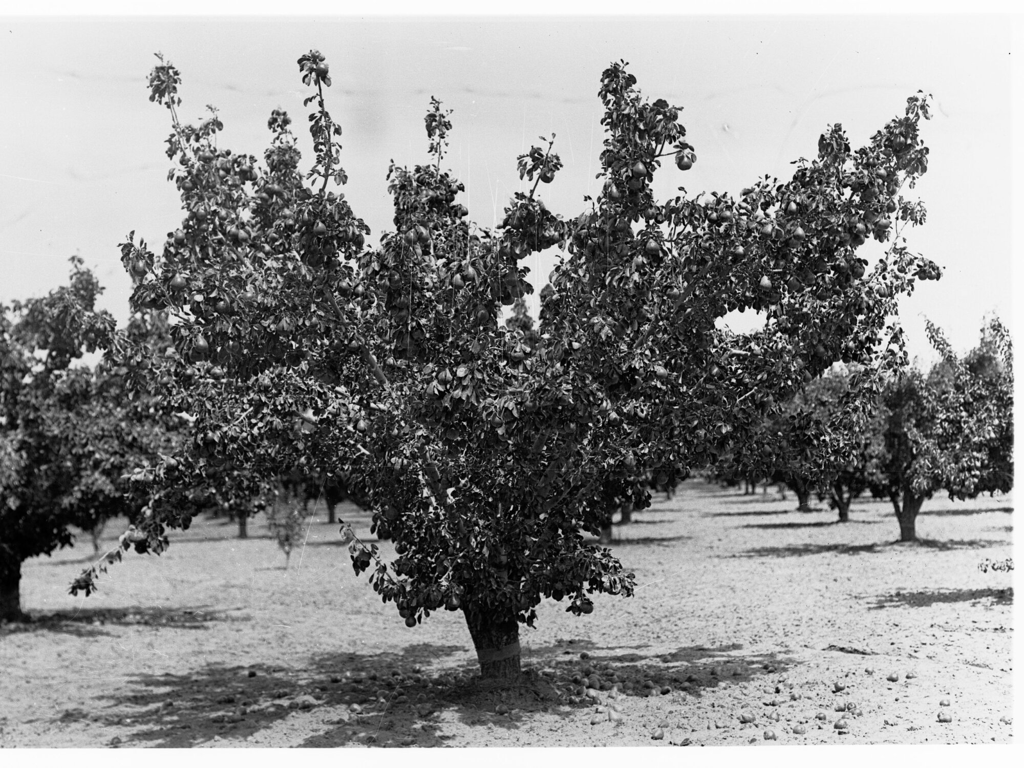 Pear Tree Orchard