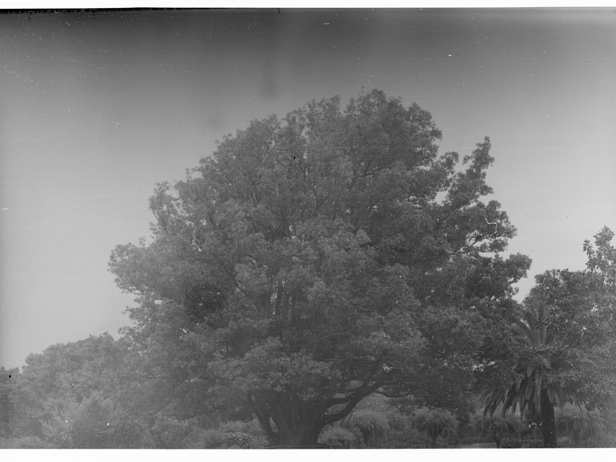 Botanic Gardens