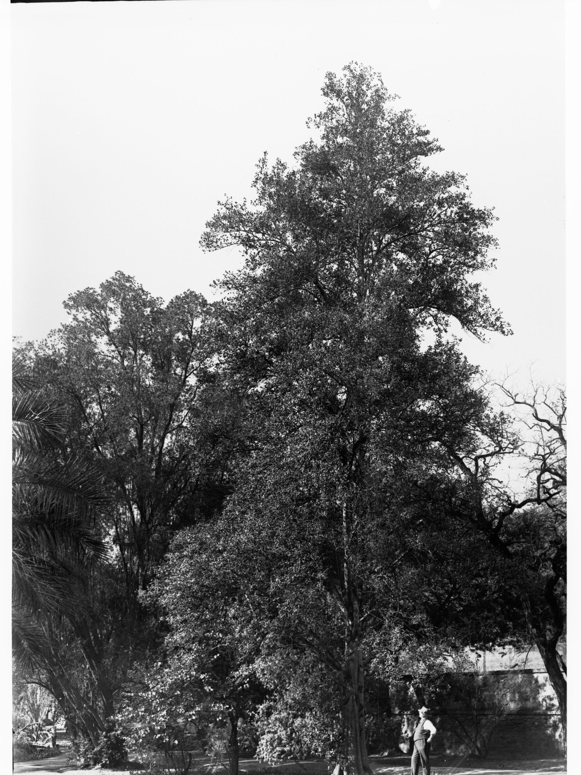 Lacunaria Pattersoni  Specimen,  Botanic Gardens