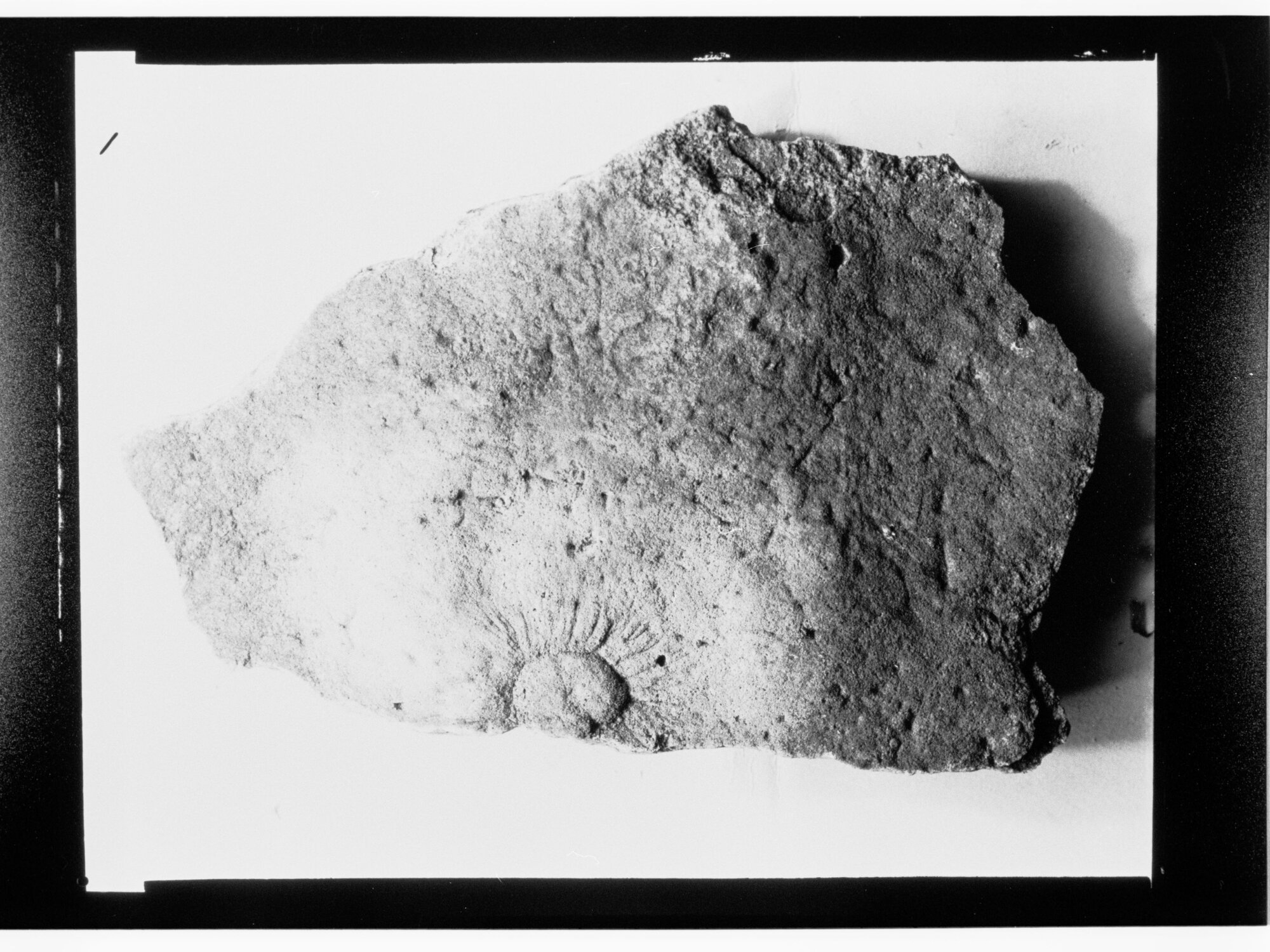 Fossil from Ediacara
