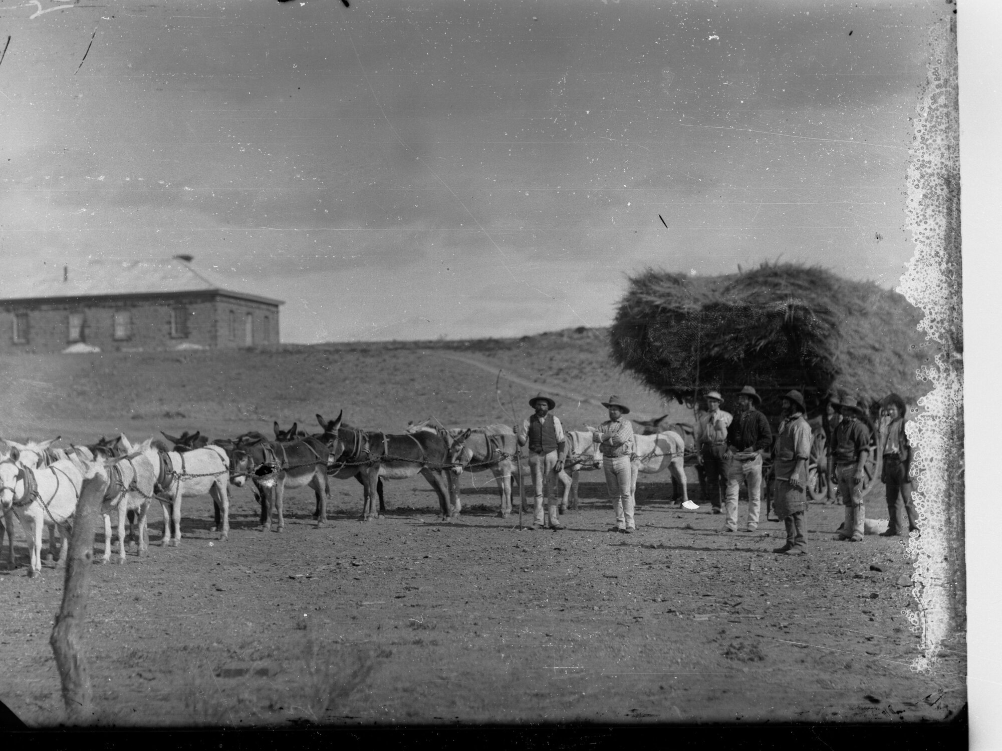 Men With Hay Cart Harnessed to Donkeys