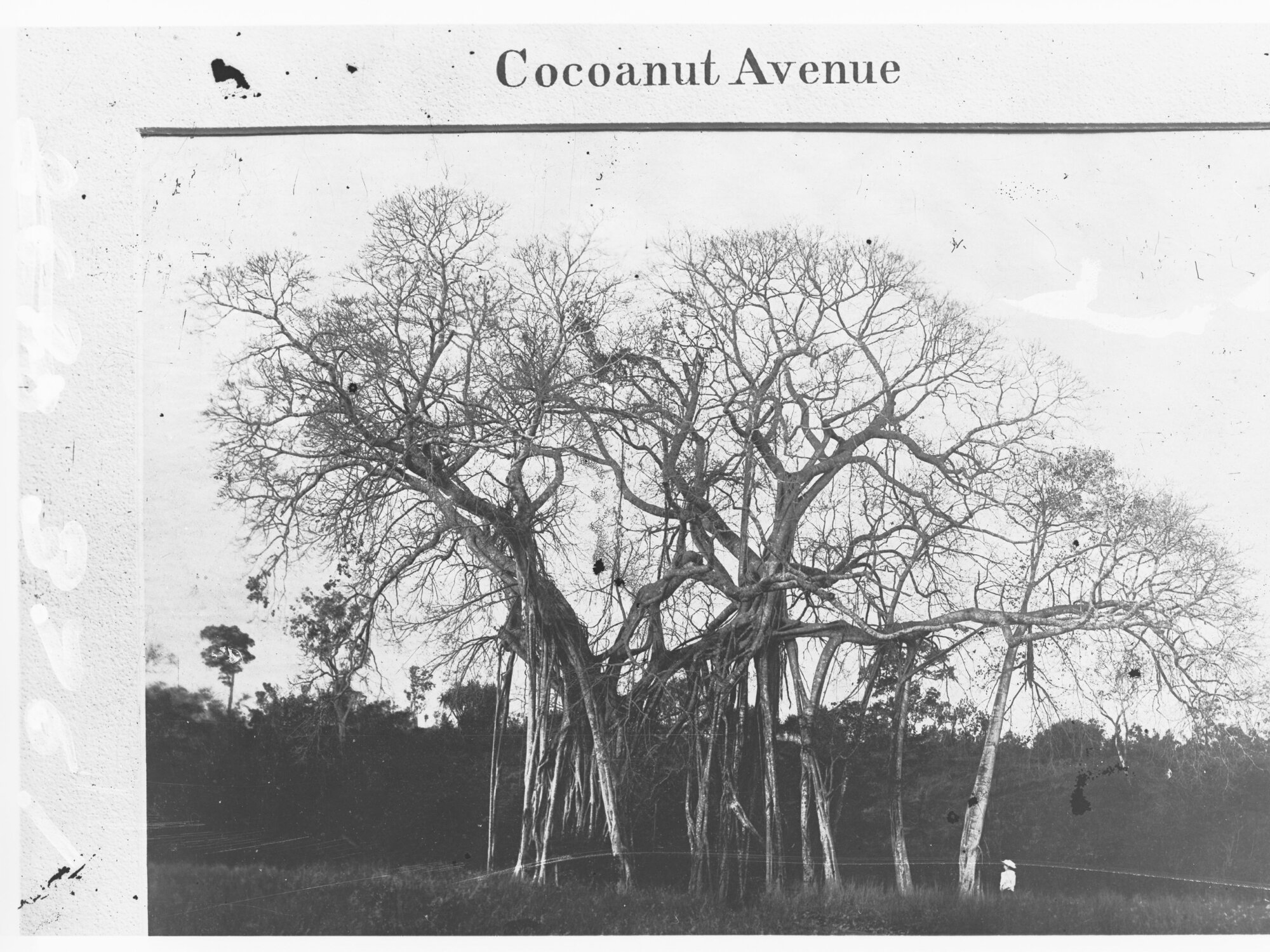 Banyan Tree (Out of Leaf) - Darwin Park - Northern Territory