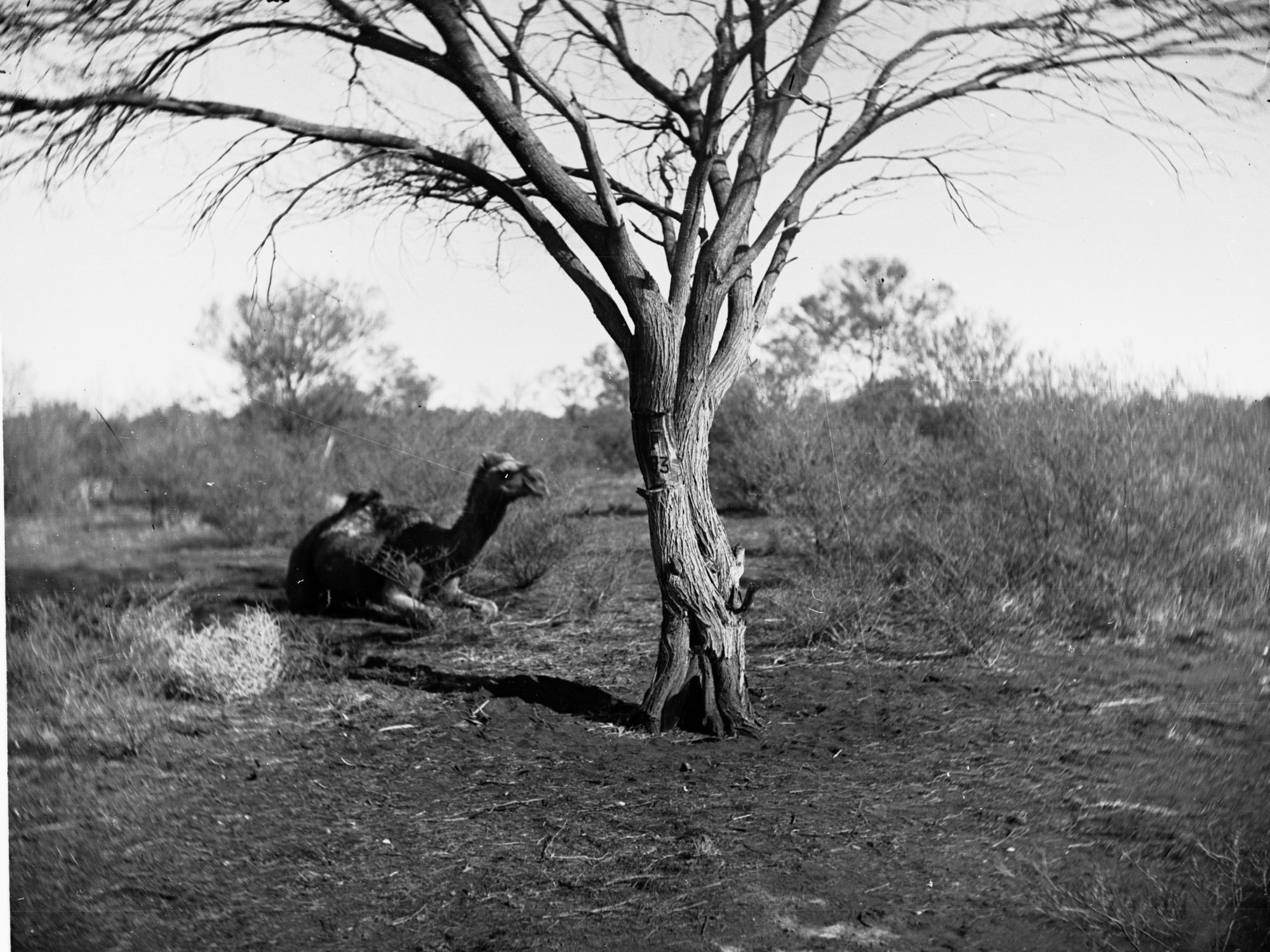 Camel Sitting by Mulga Tree Marked by Forrest Elder Expedition