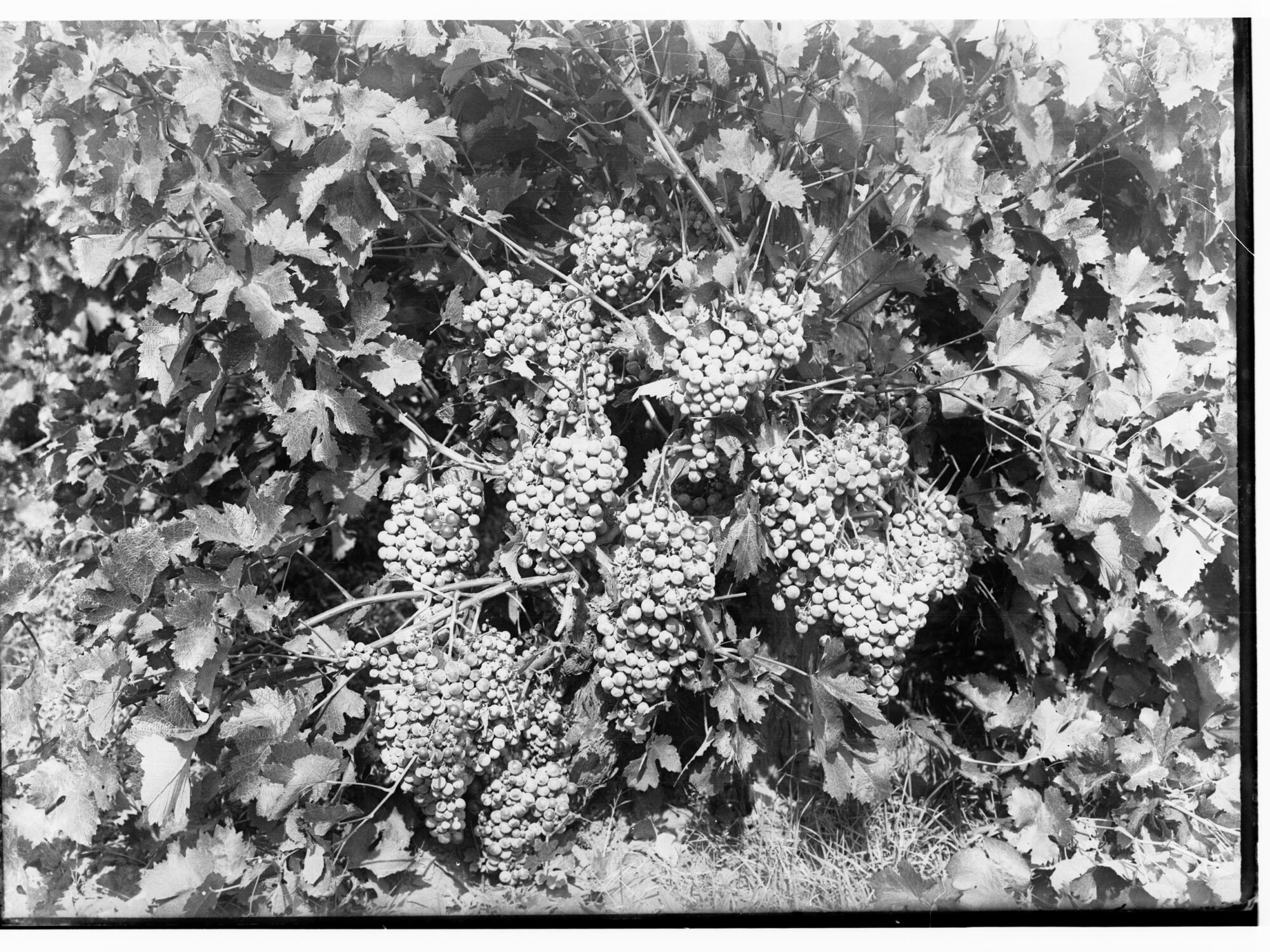 Grapes at Auldana Vineyard