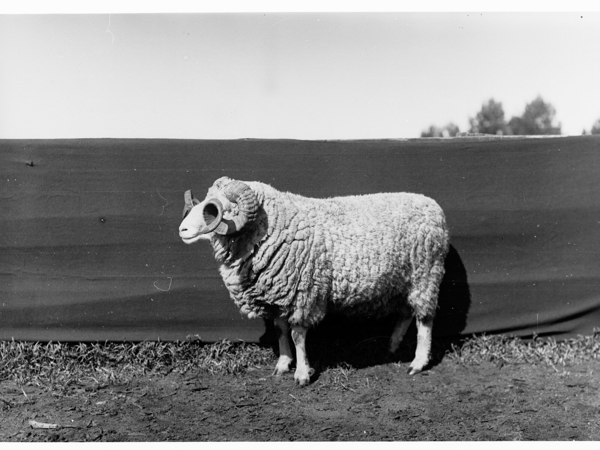 Sheep at Roseworthy