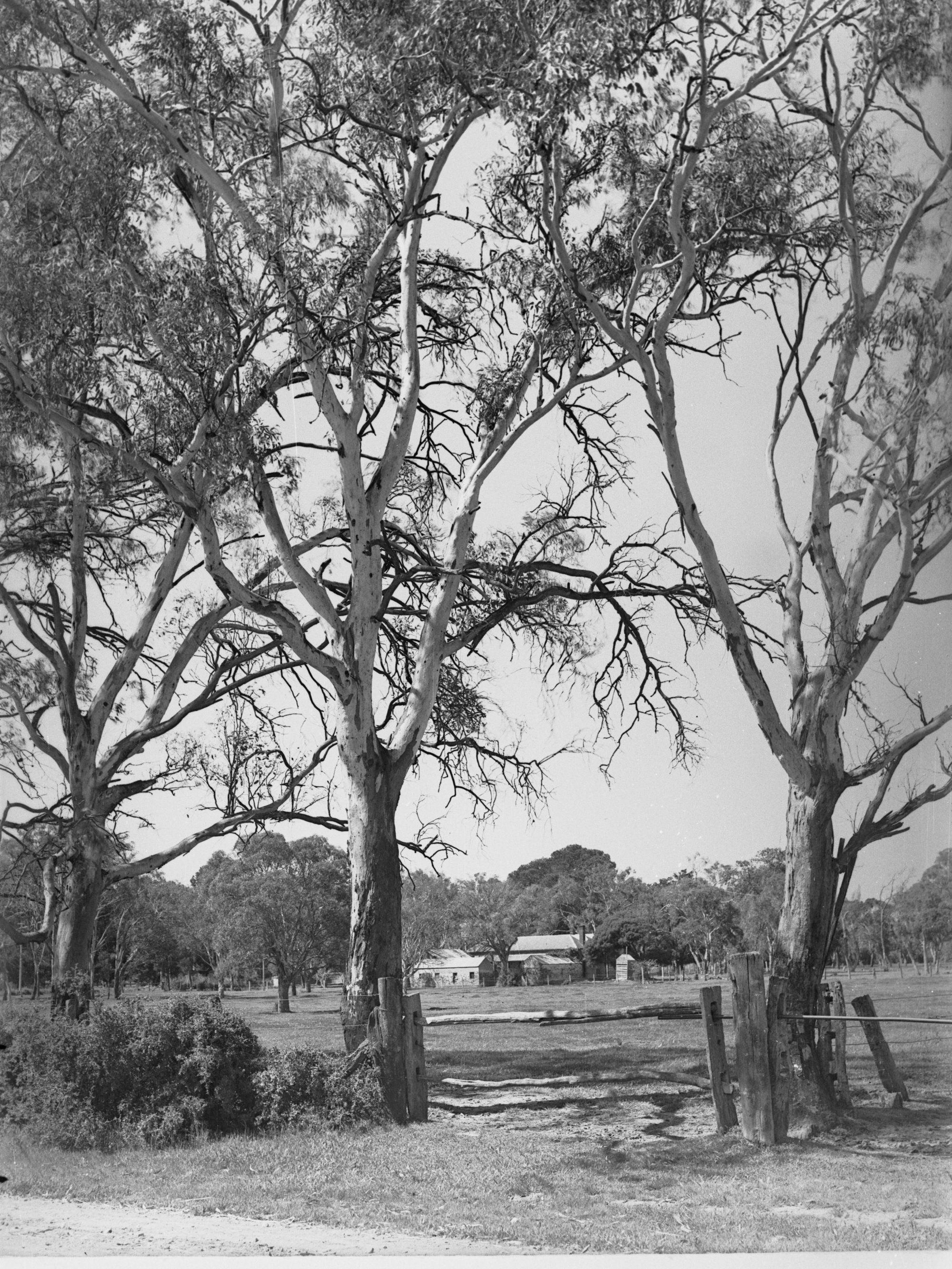 Farm at Fulham