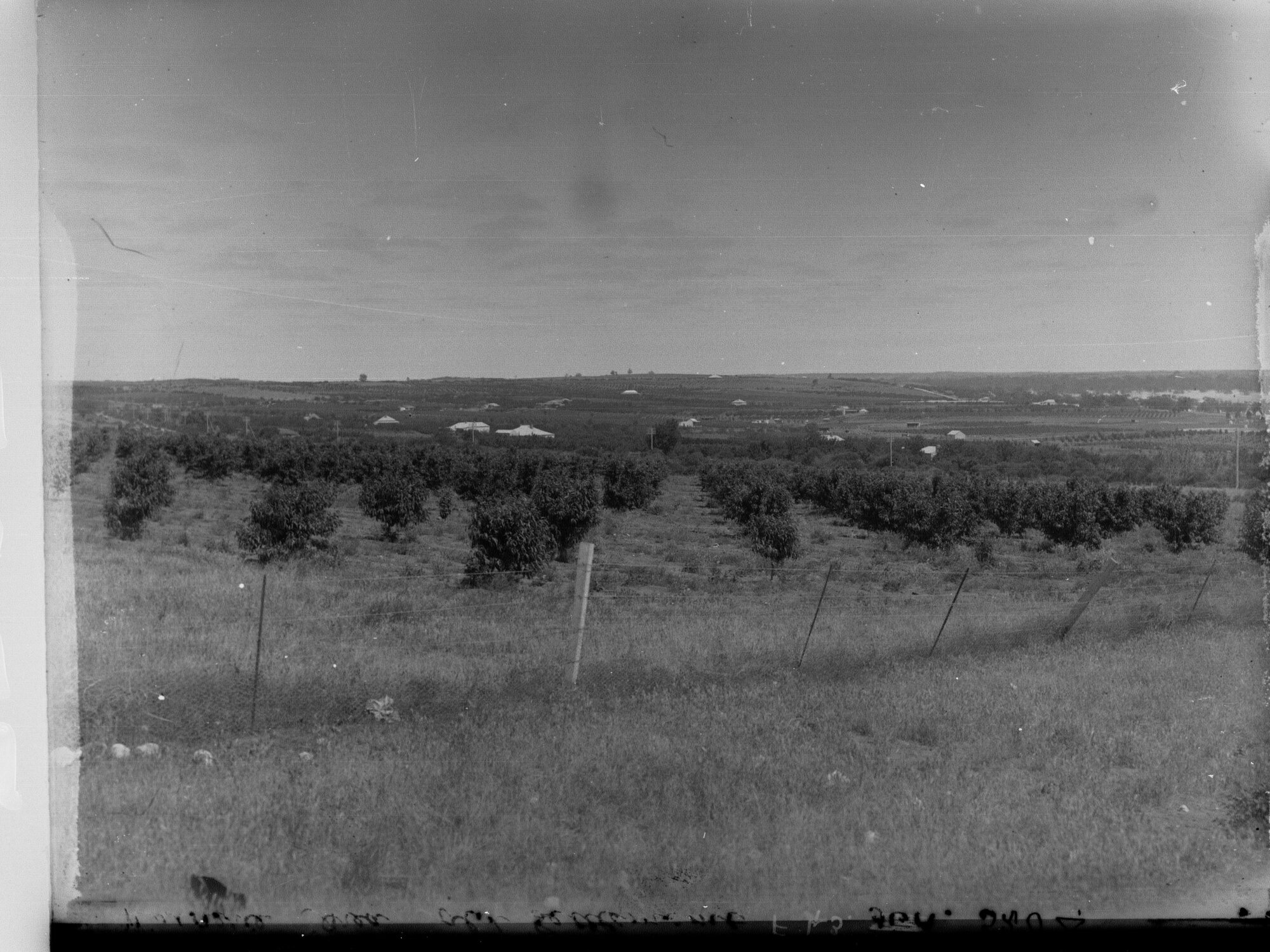 Old Settlement at Waikerie Showing Orchards