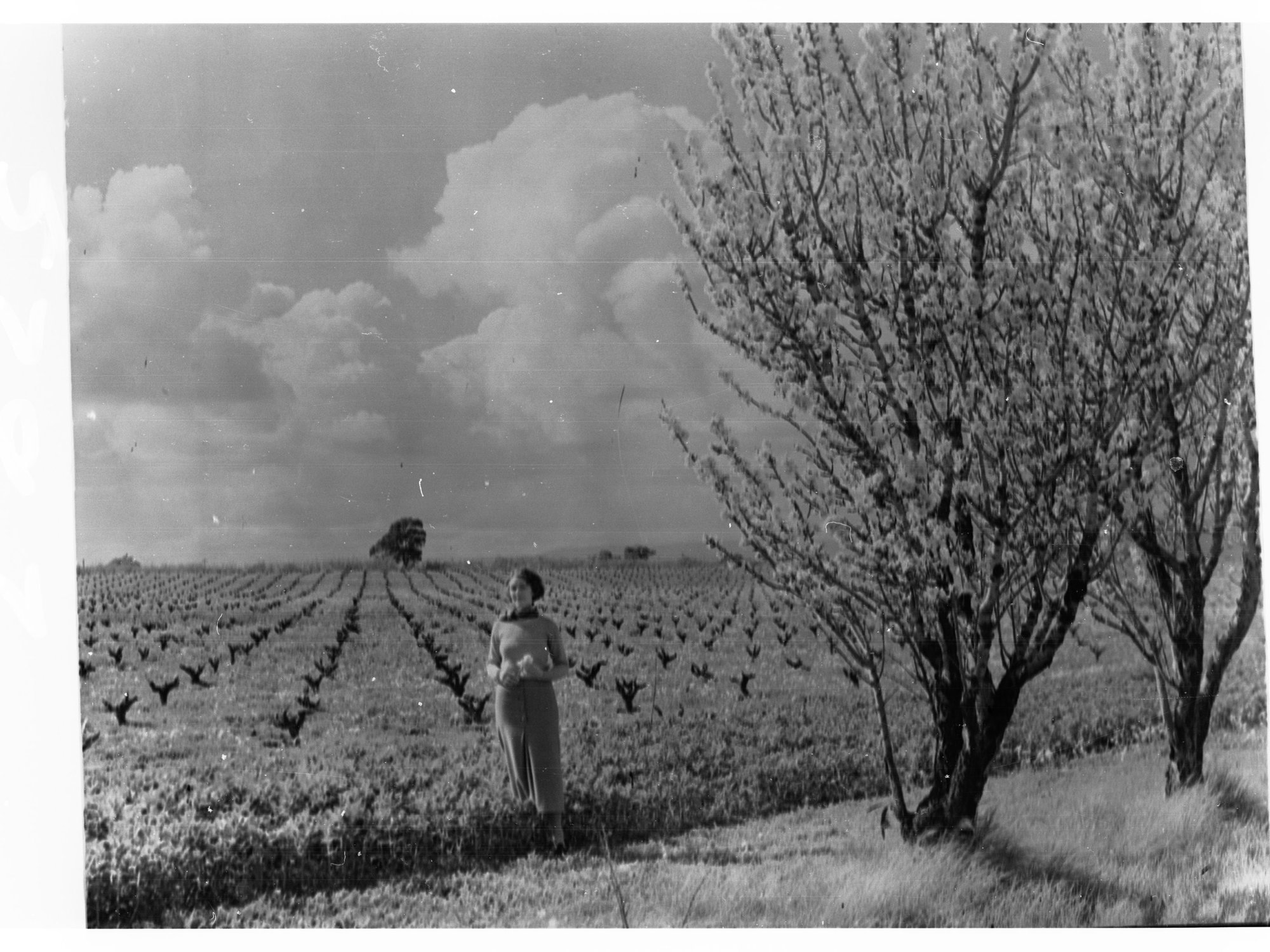Almond Trees 