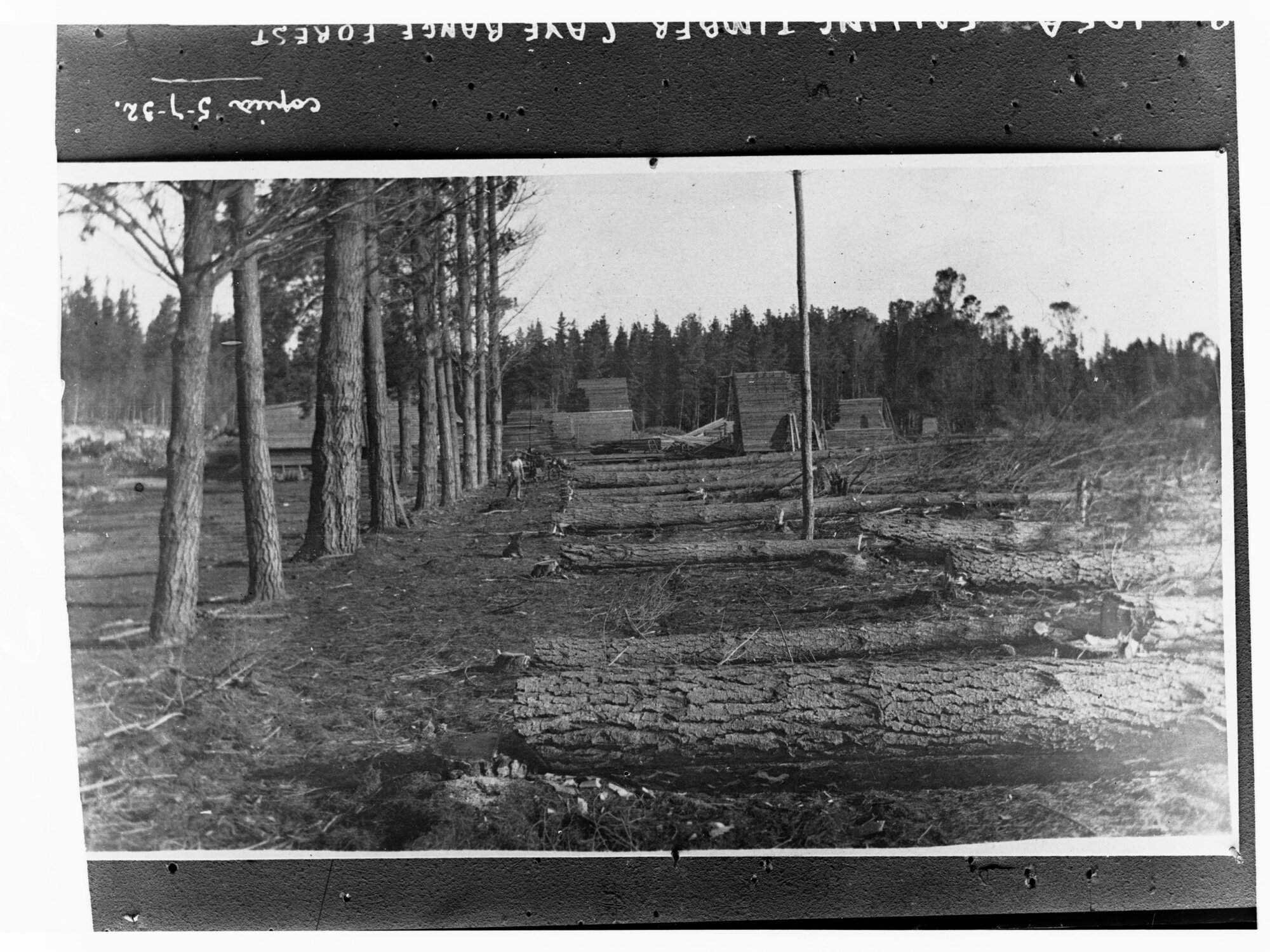 Falling Timber, Cave Range Forest