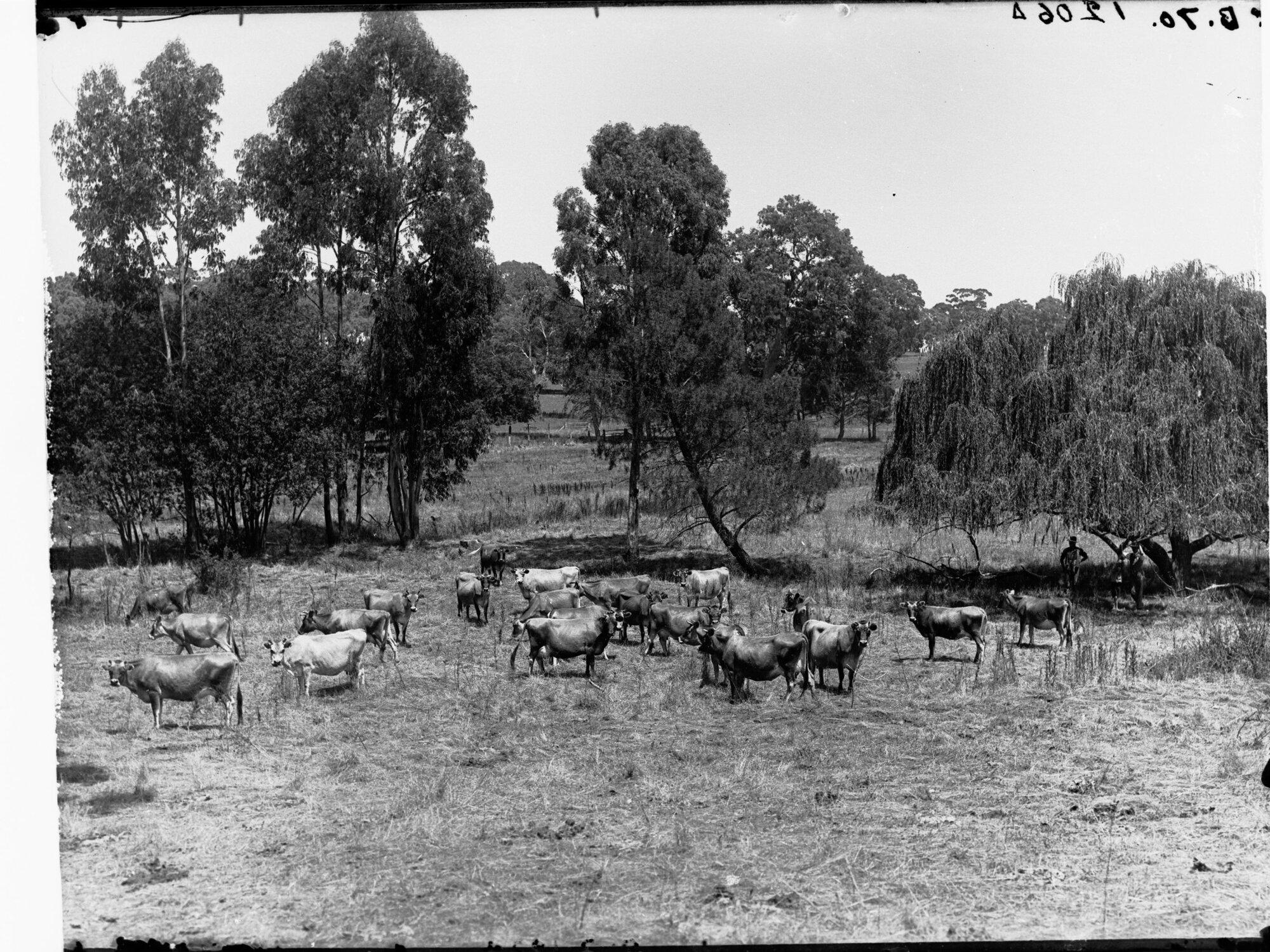 Dairy Cows In a Paddock