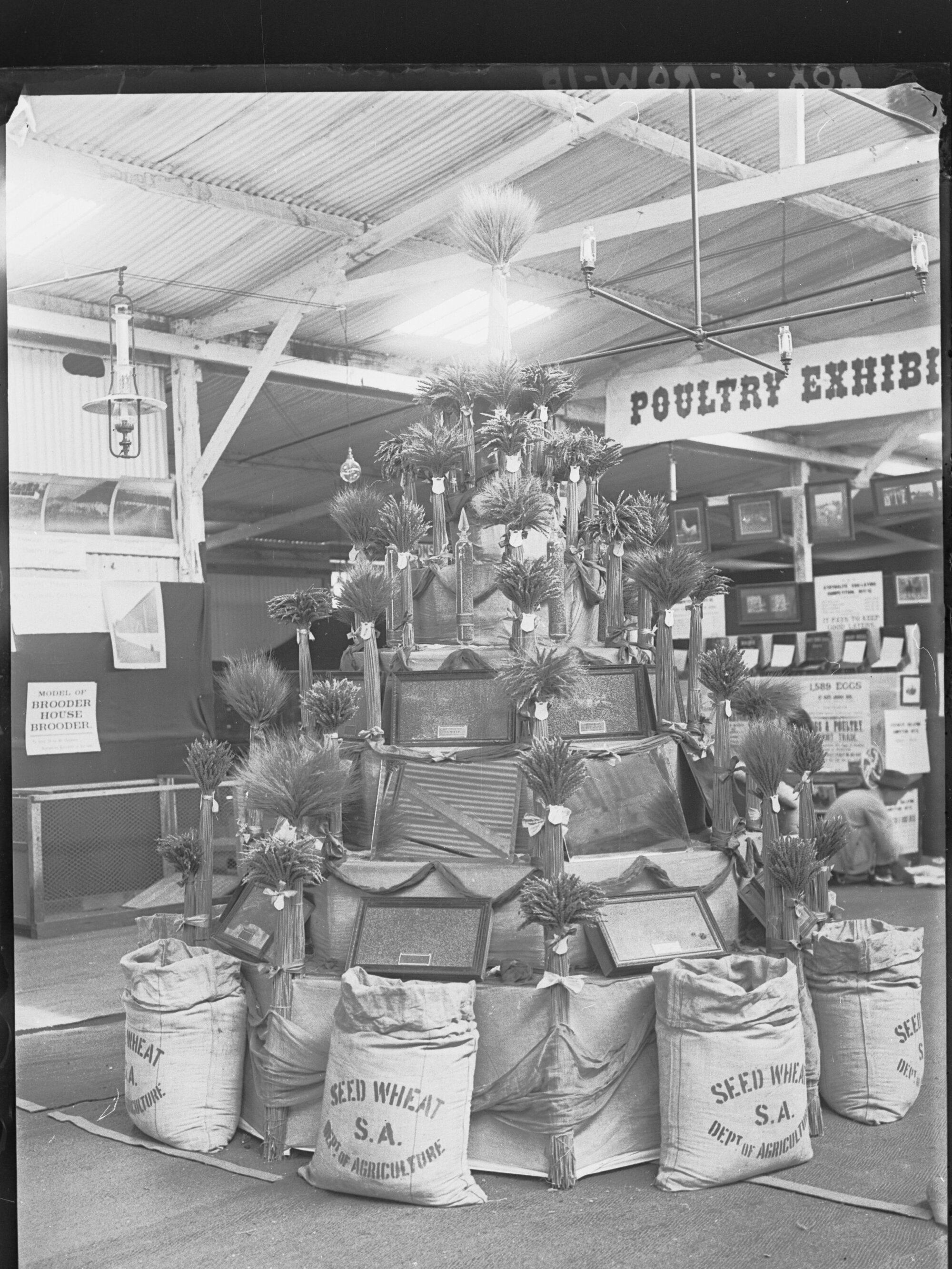 Show Exhibit of Different Grains, Uraidla and Summertown Show