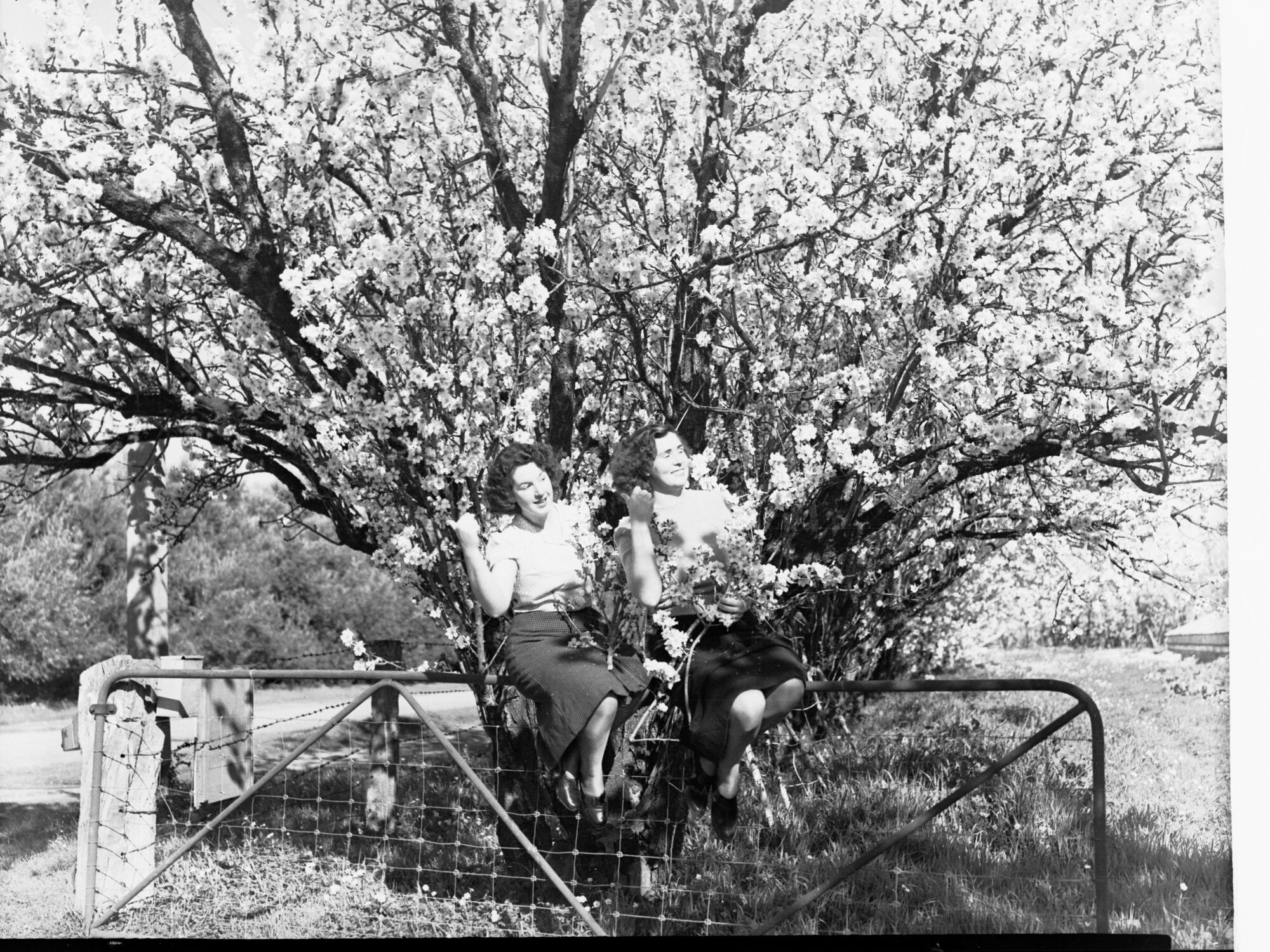 Almond Blossom Trees - Two Woman Holding Almond Blossom Branches