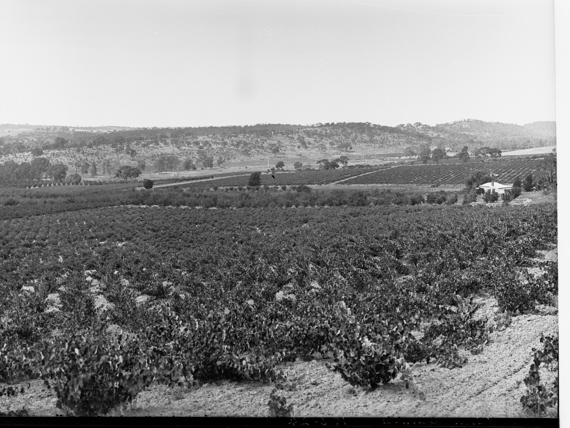 Vineyards and Orchards Near Clare