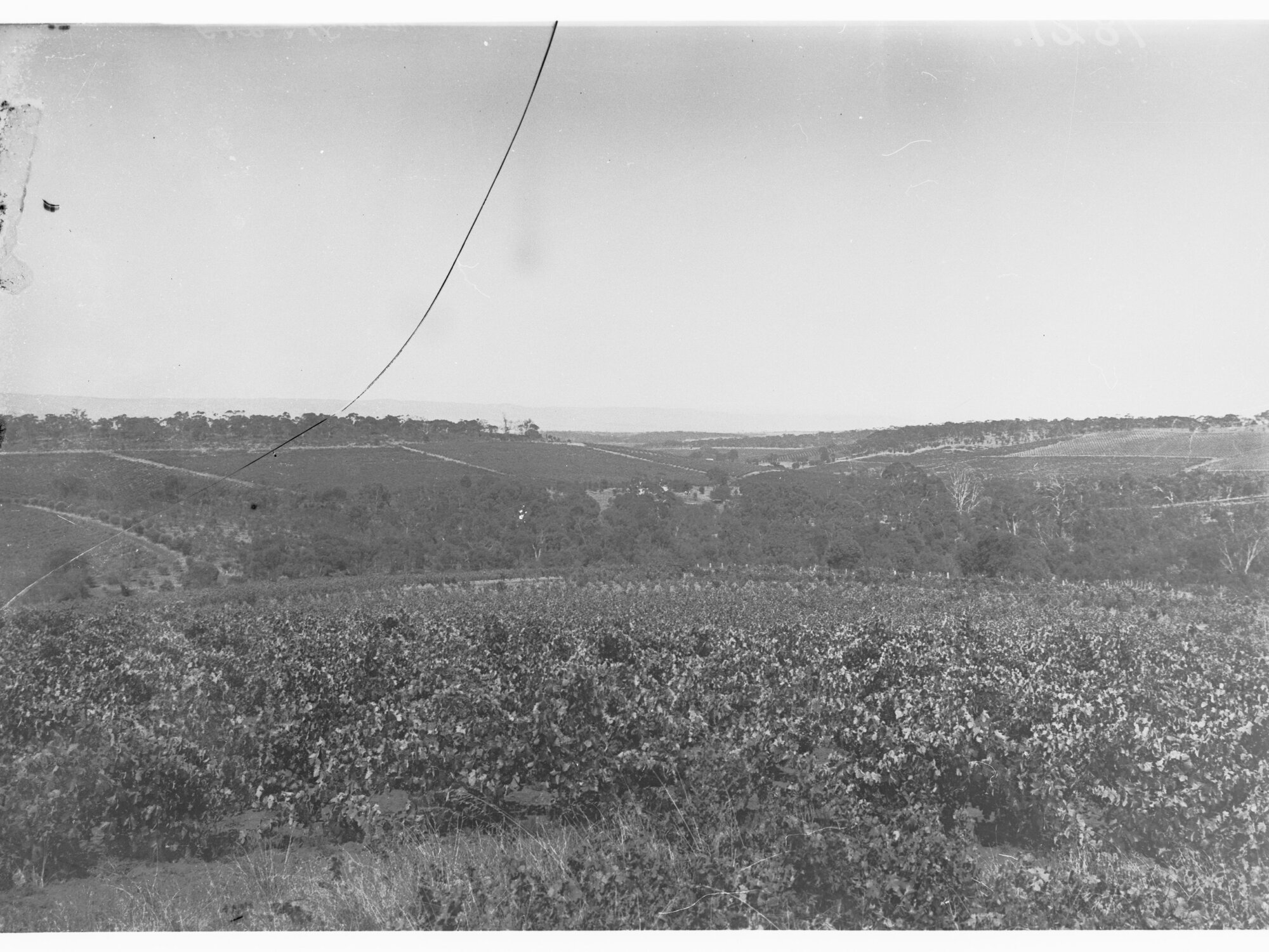 View of vineyards - Tintara Tower Hardy's vineyards