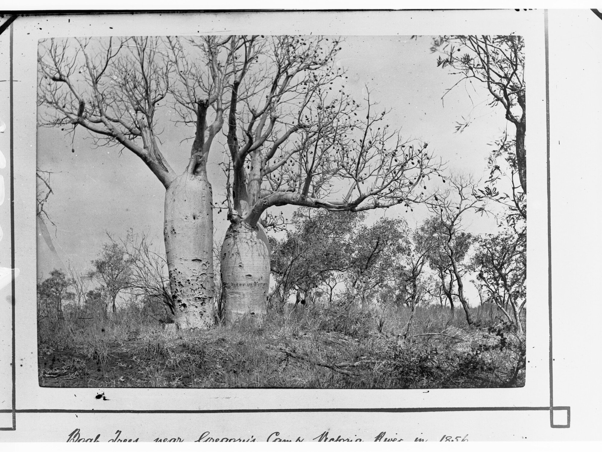 Two Baobab Treet near Gregory's Camp, Victoria River 1856- Northern Territory (photo 1891)