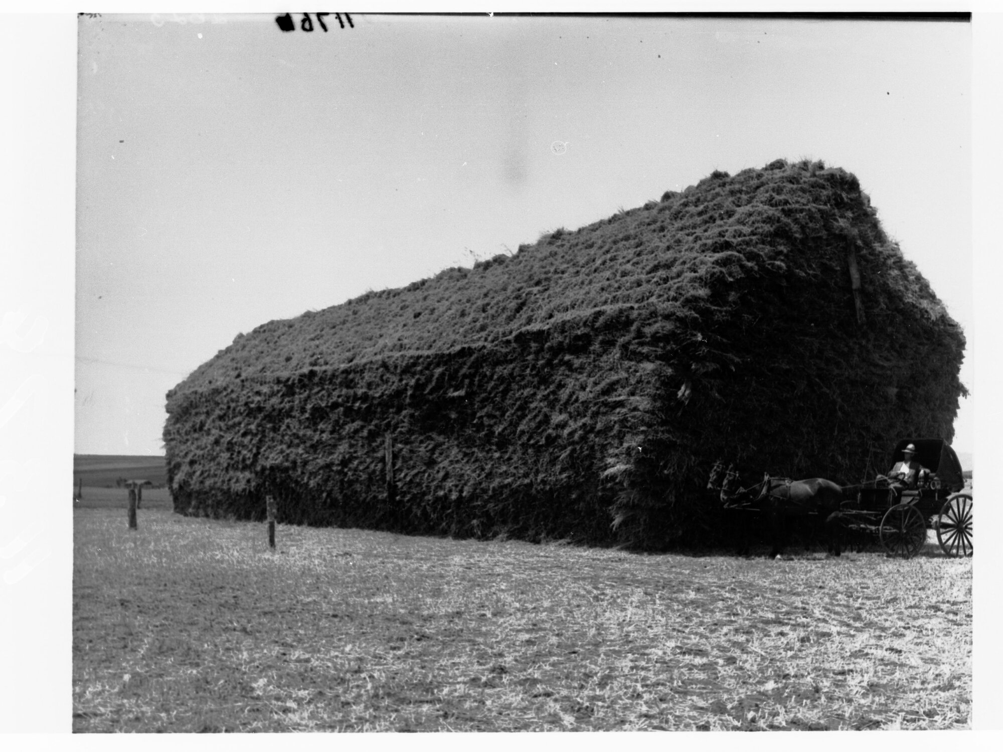 Turretfield, Government Stud Farm showing large stack of hay