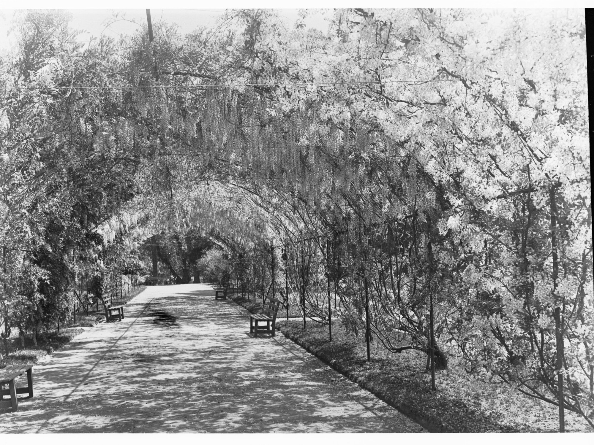 Botanic Gardens walkway covered by Wisteria