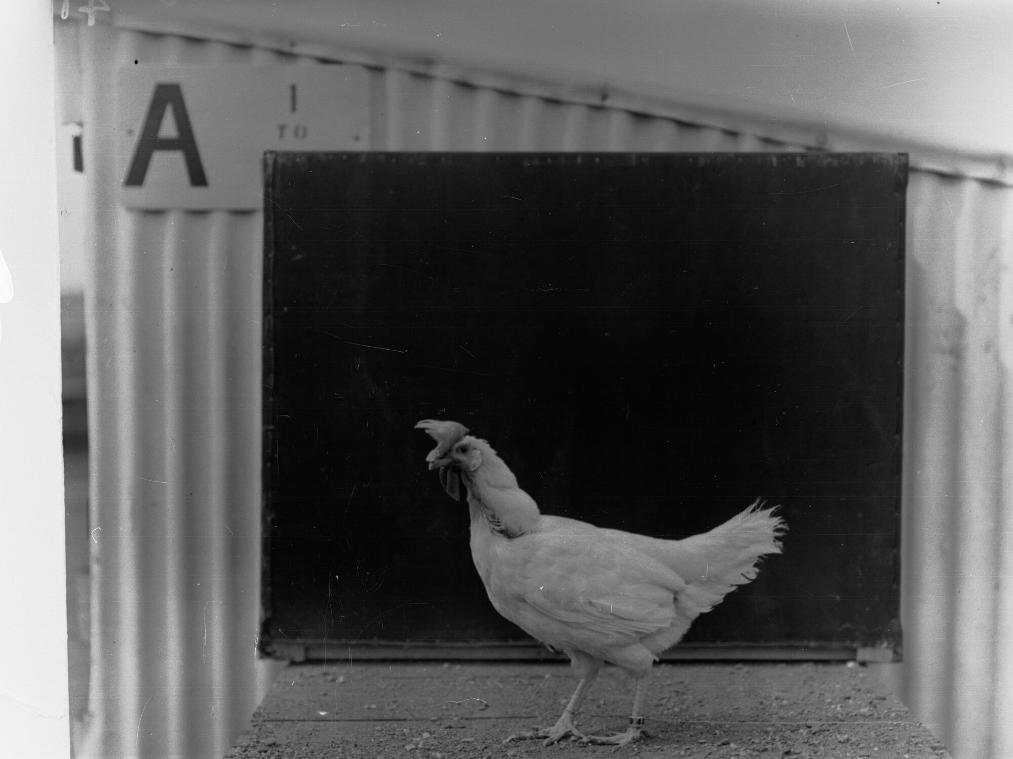 Hen at Parafield Poultry Farm