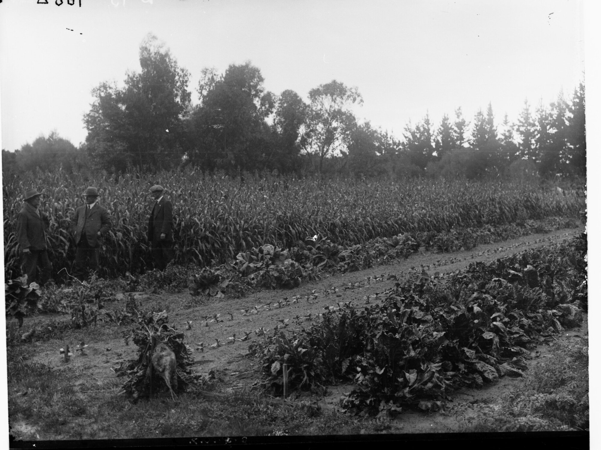 Sugar Beet Crop Cultivation, South East