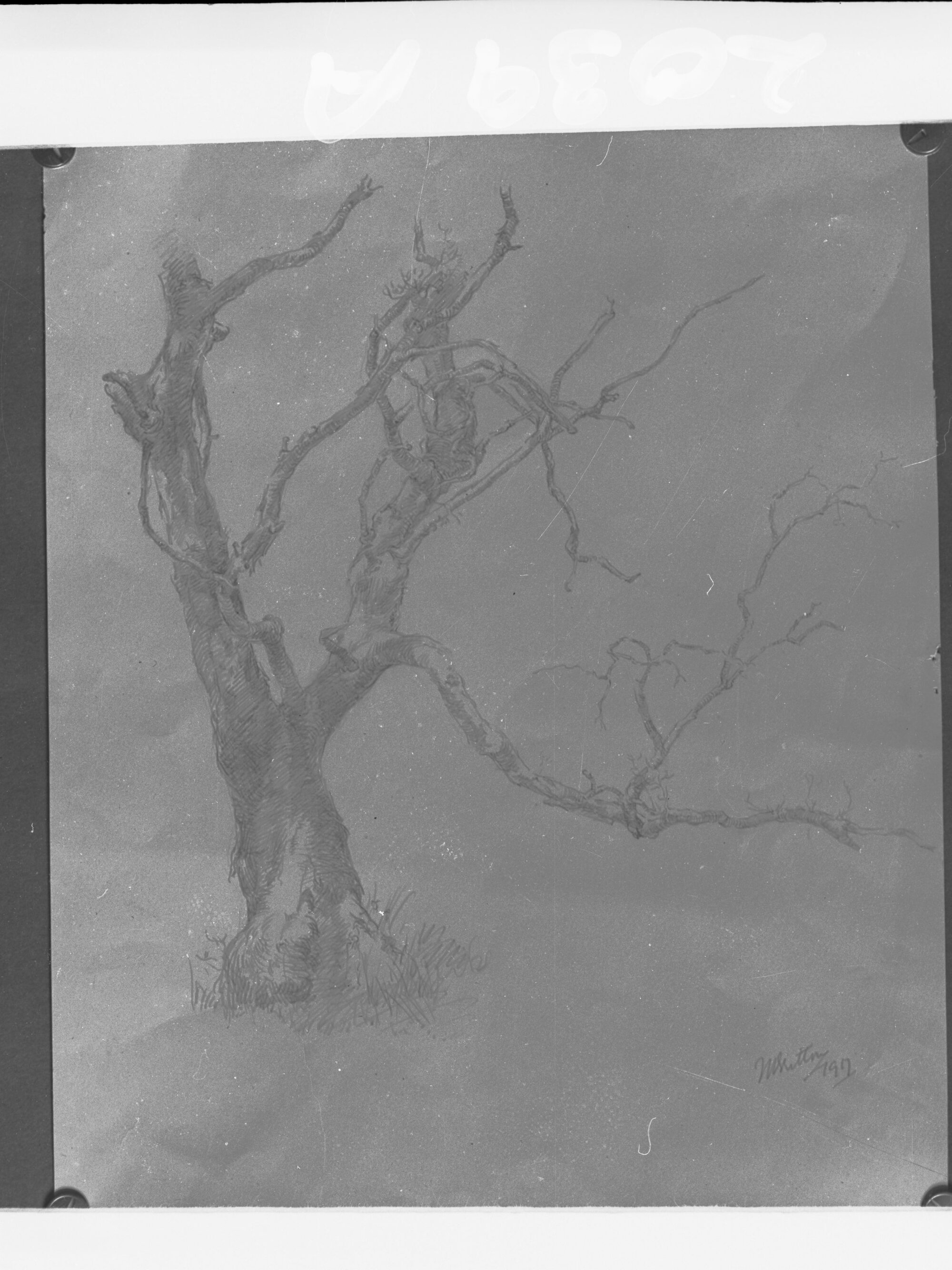 Sketch of a tree , sketch by School of Arts South Australia student